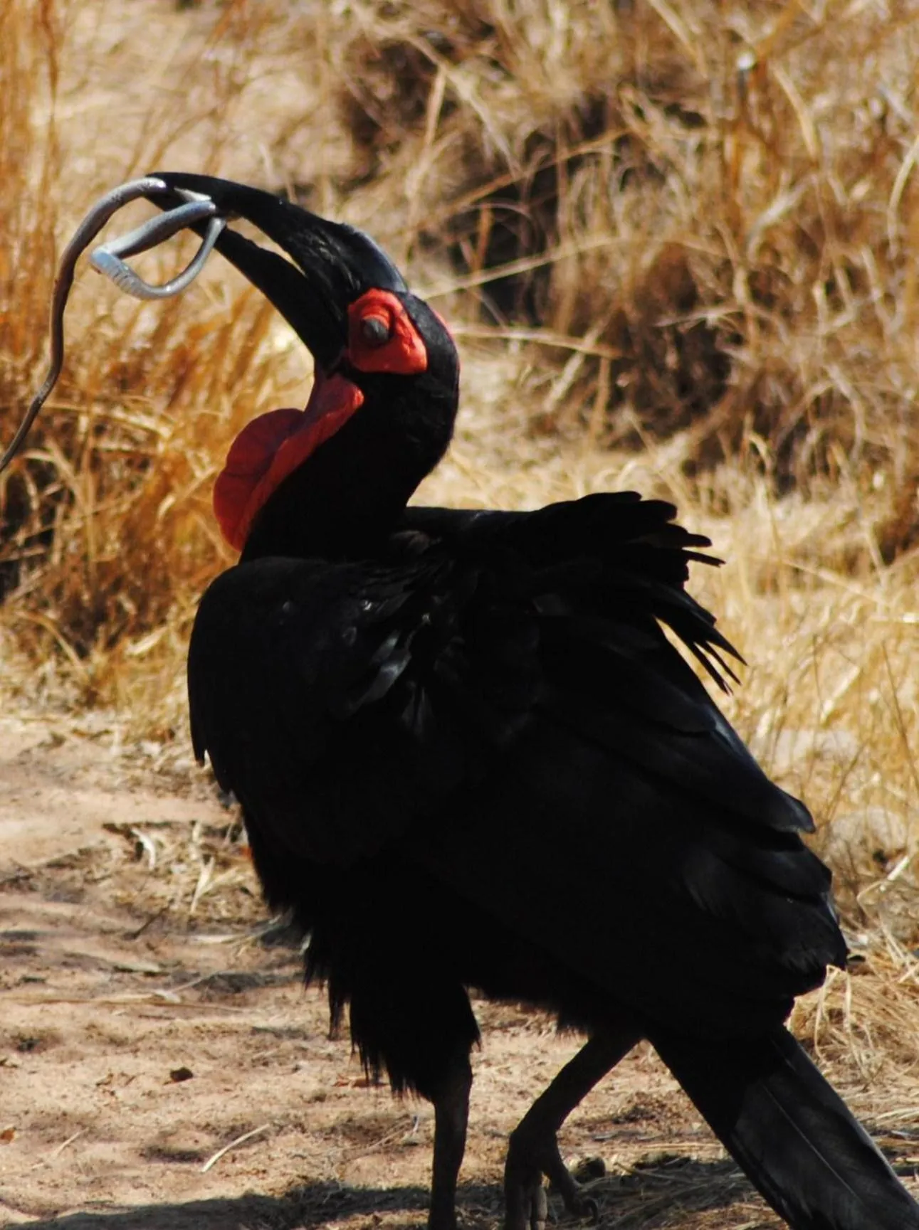 Animals in Mabula Game Lodge