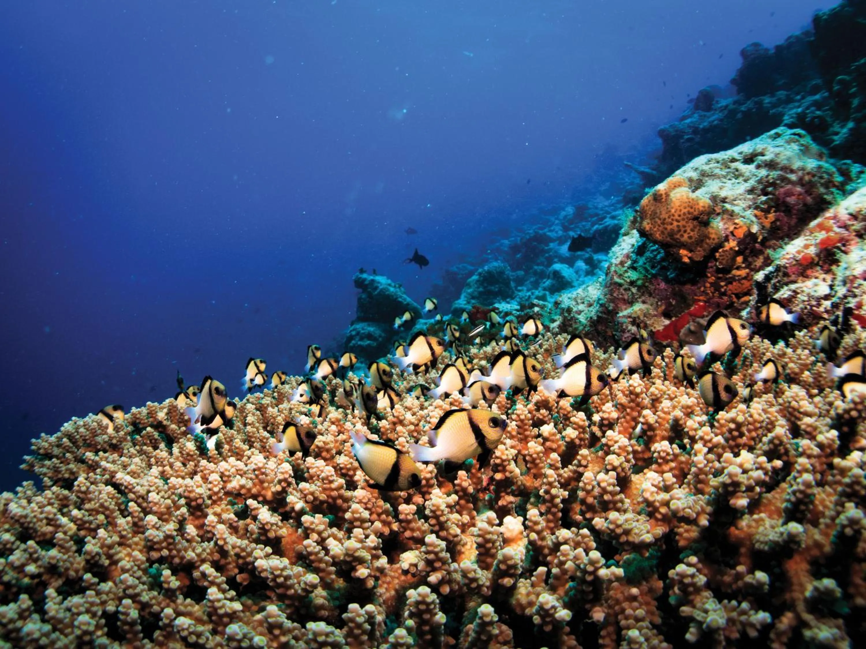 Activities in OBLU SELECT Sangeli - Premium All Inclusive with Free Transfers