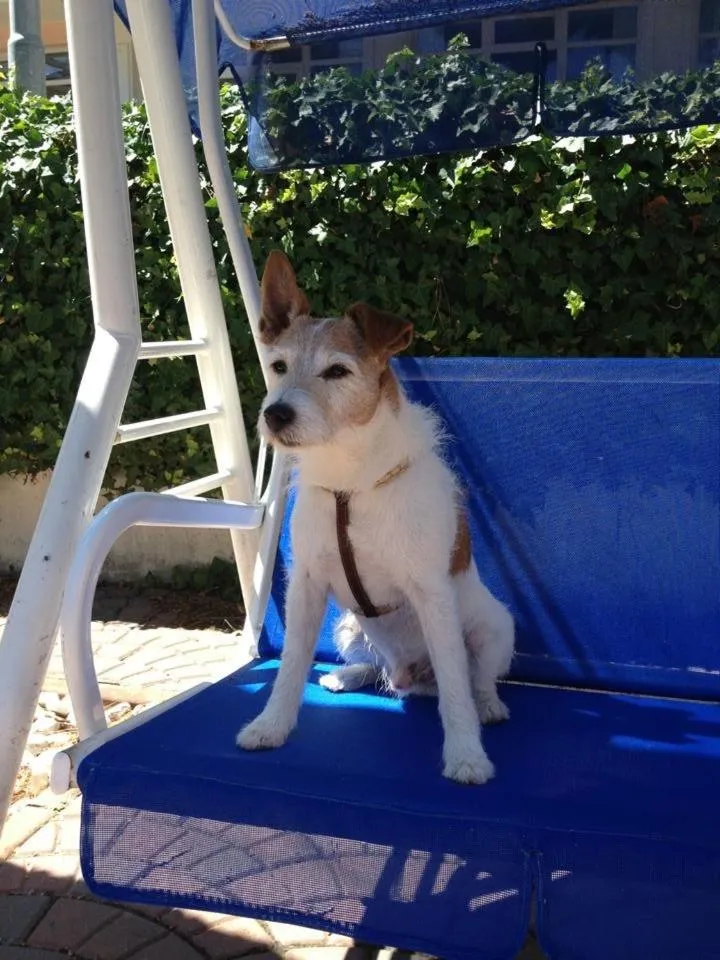 Animals in Hotel Tiffany