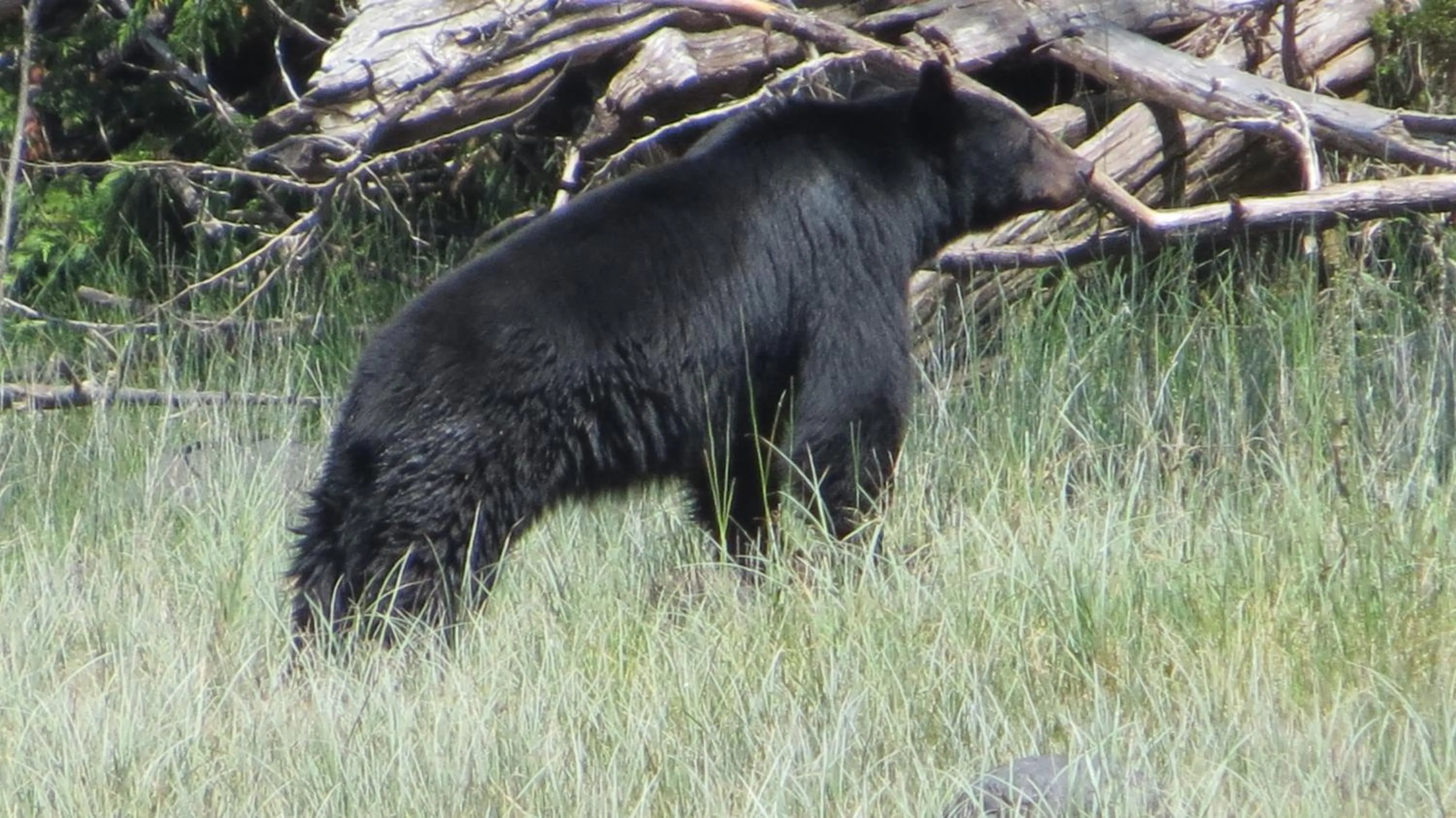 Animals in Cobble Wood and Bird Sanctuary Guest Houses