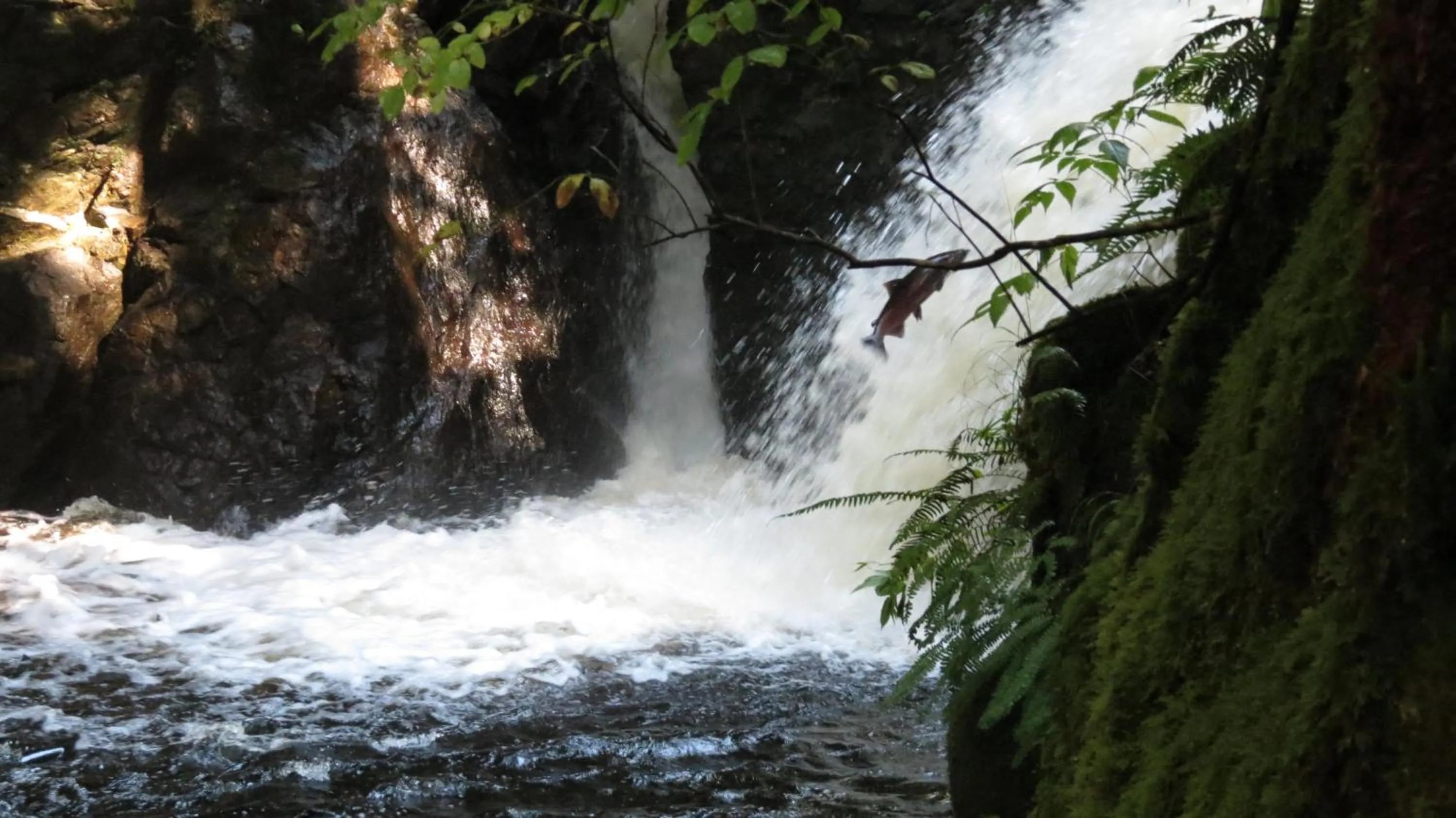 Area and facilities in Cobble Wood and Bird Sanctuary Guest Houses