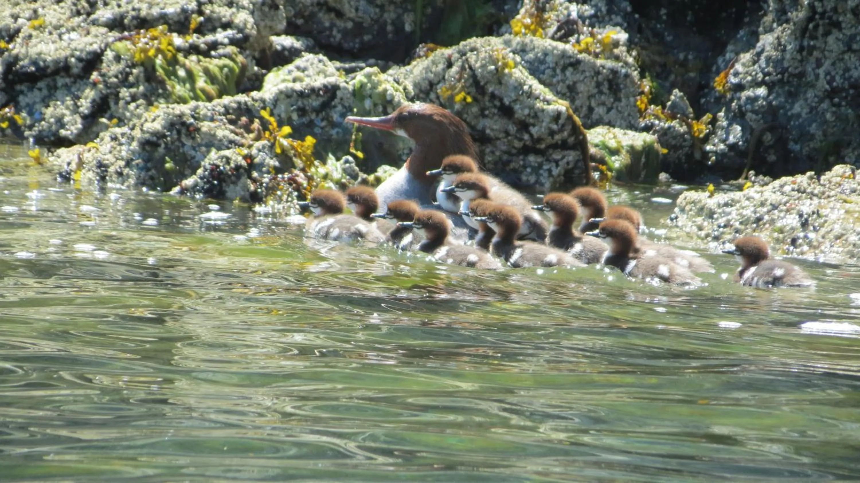 Animals in Cobble Wood and Bird Sanctuary Guest Houses