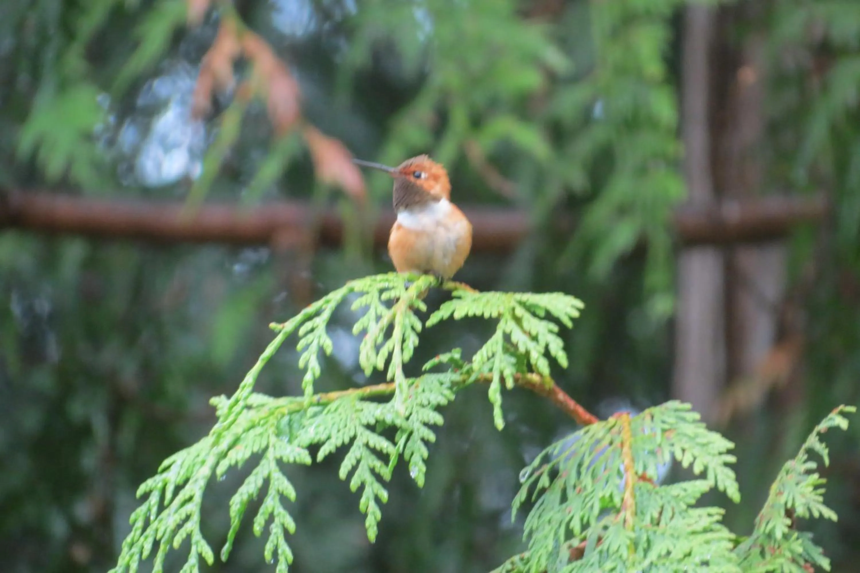 Bird's eye view in Cobble Wood and Bird Sanctuary Guest Houses