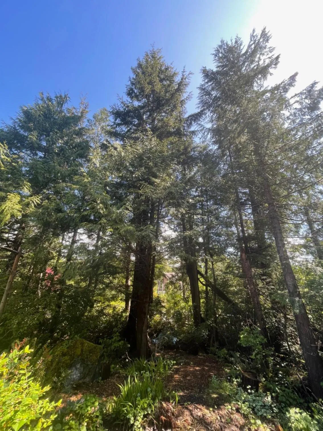 Natural landscape in Cobble Wood and Bird Sanctuary Guest Houses