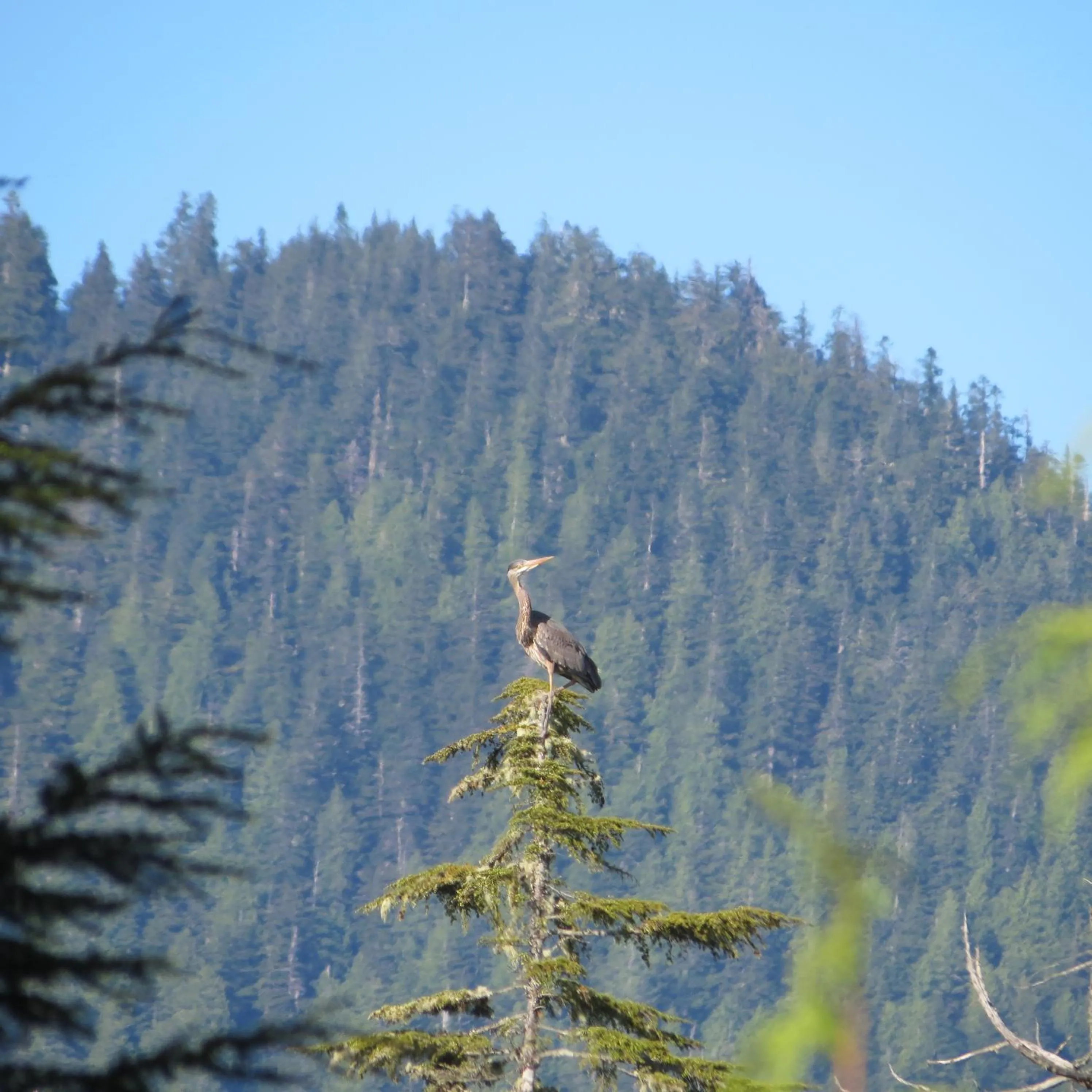 Animals in Cobble Wood and Bird Sanctuary Guest Houses