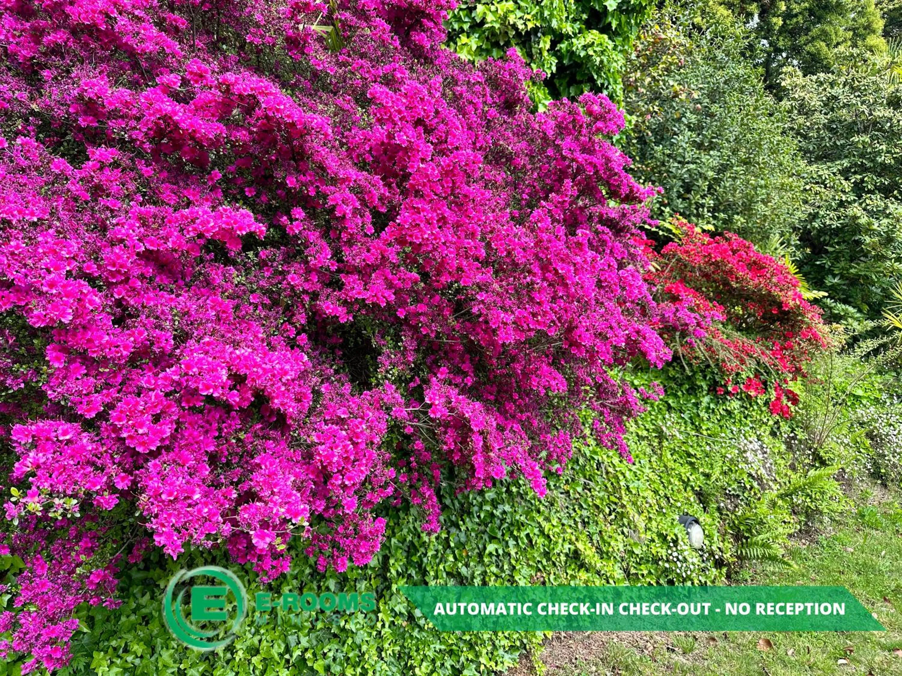 Garden in E-Rooms Minusio