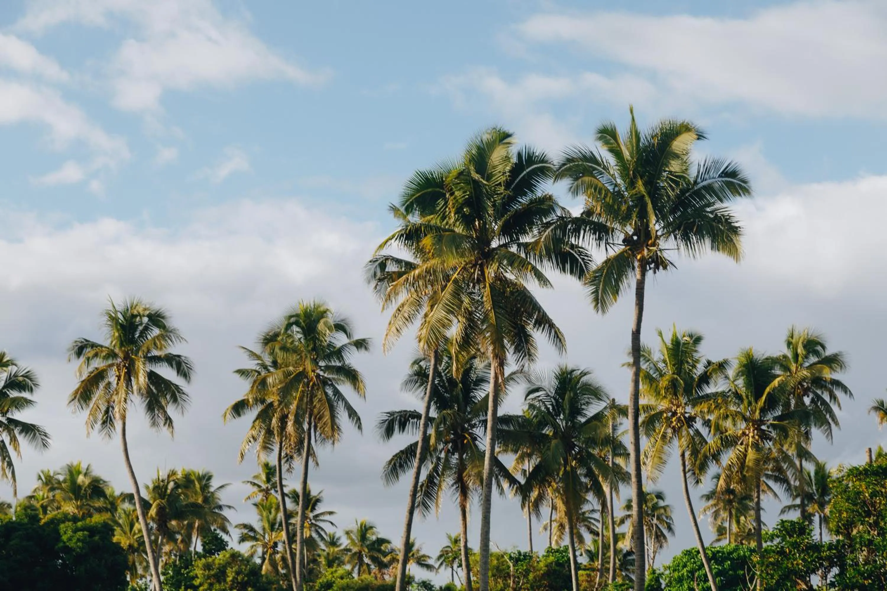 Garden in White Grass Ocean Resort & Spa