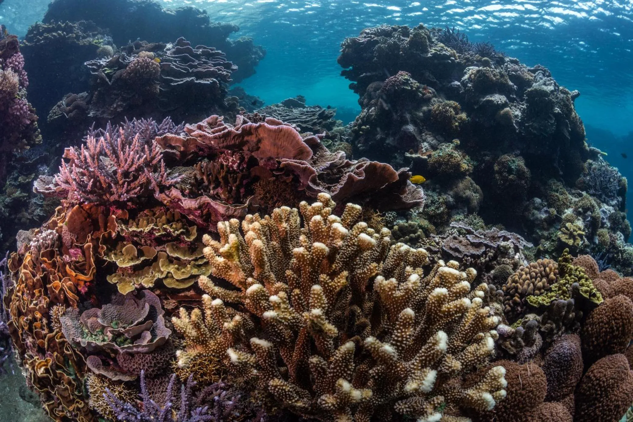 Natural landscape in White Grass Ocean Resort & Spa