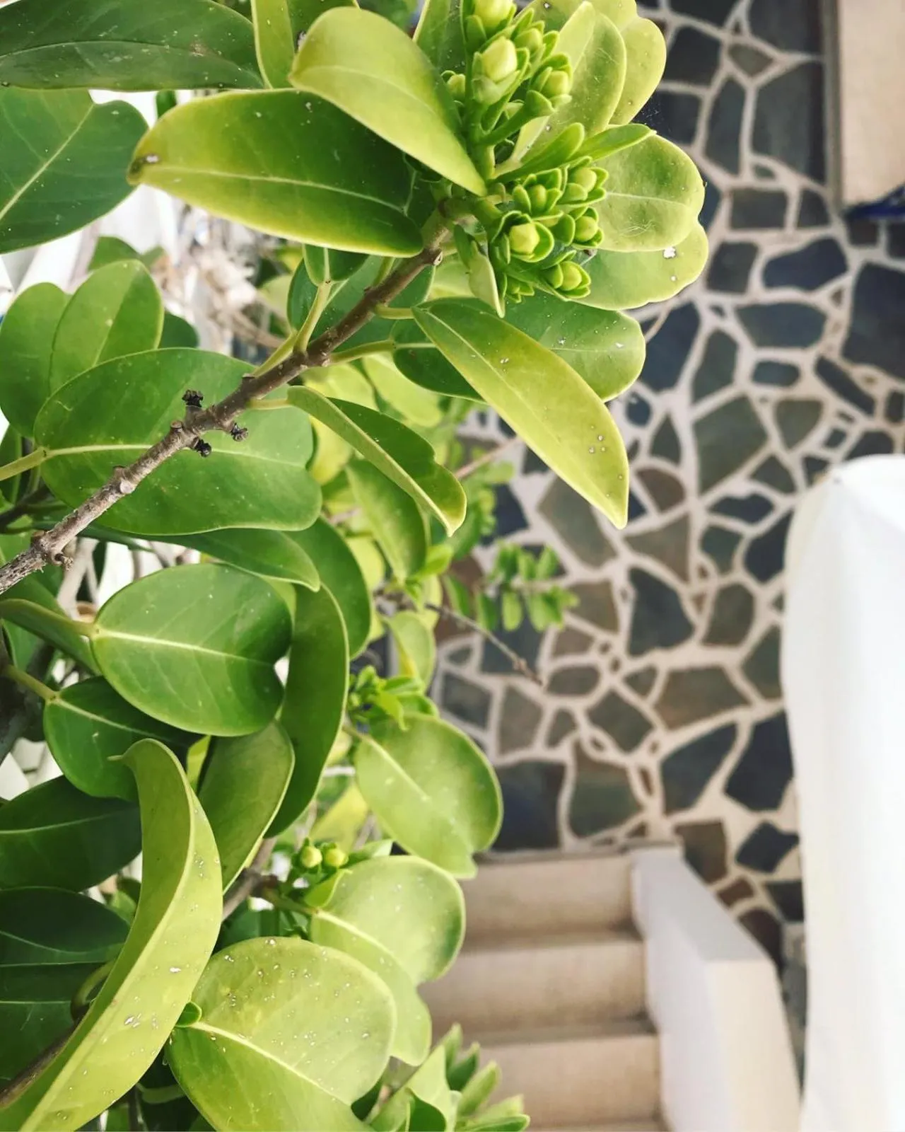 Decorative detail in Pelagia Beach Studios