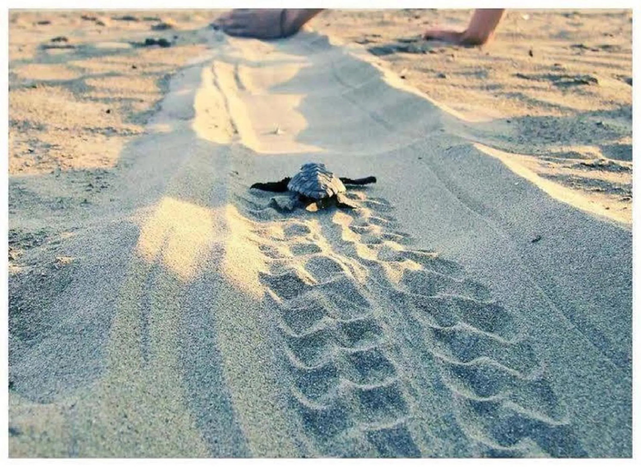 Beach in Natura Club Hotel & Spa - Adults Guests