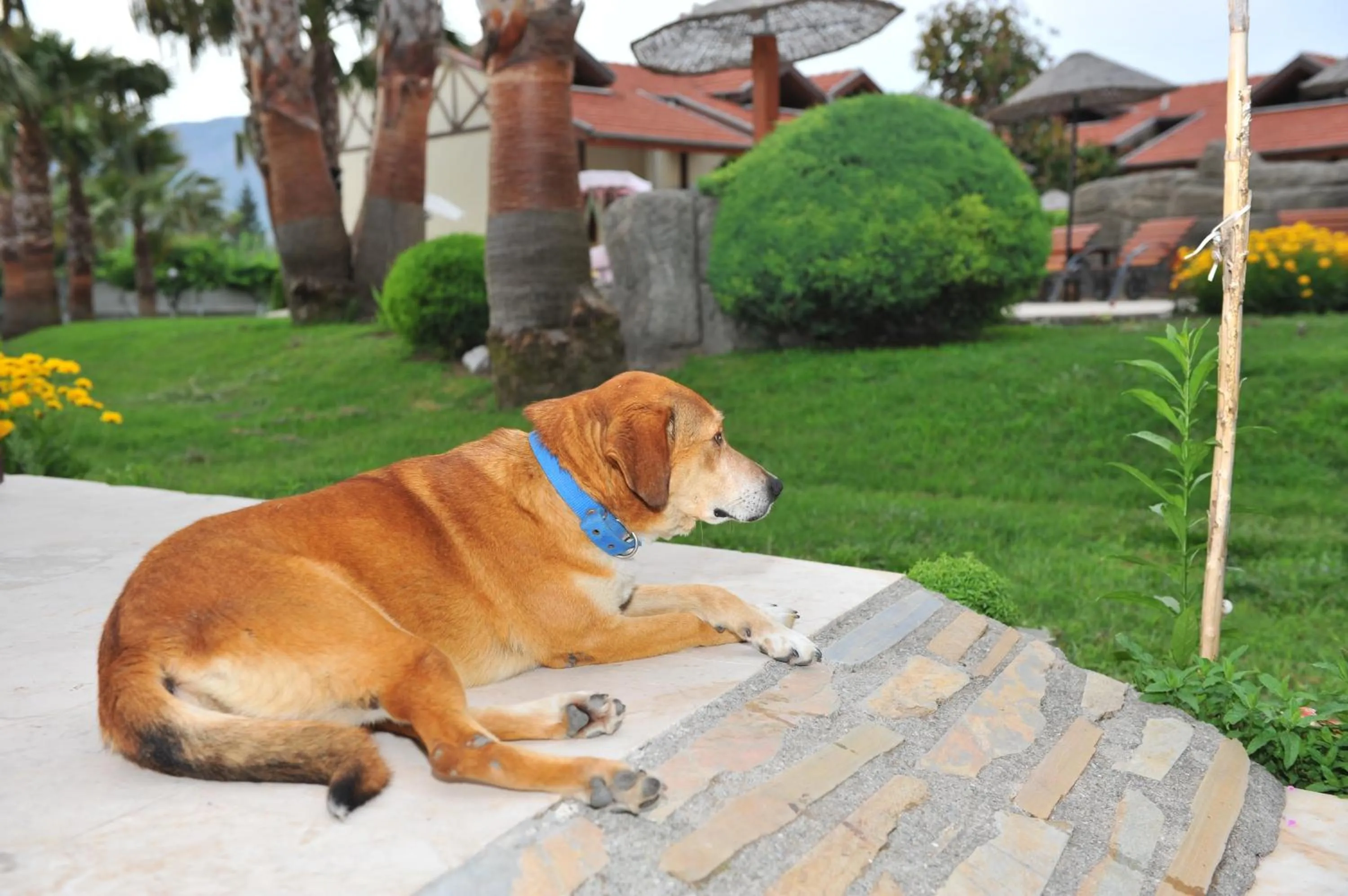 Pets in Grenadine Lodge