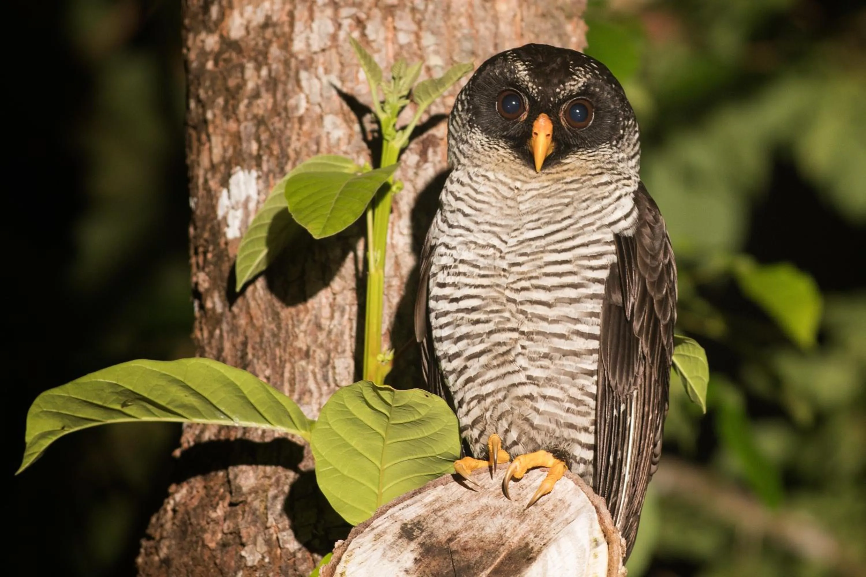 Animals in Rancho Pacifico - Boutique Hotel for Adults