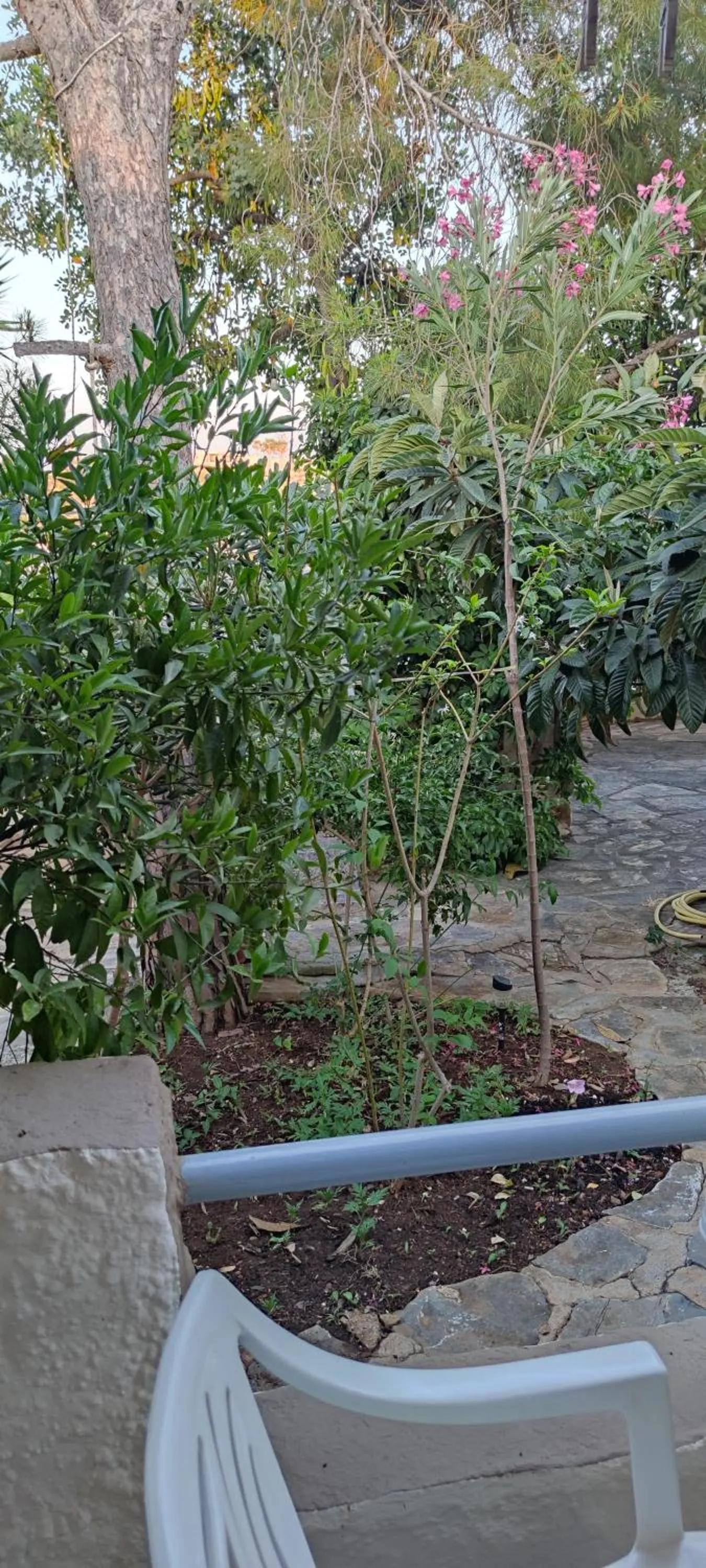 Garden view in Hotel Eliza