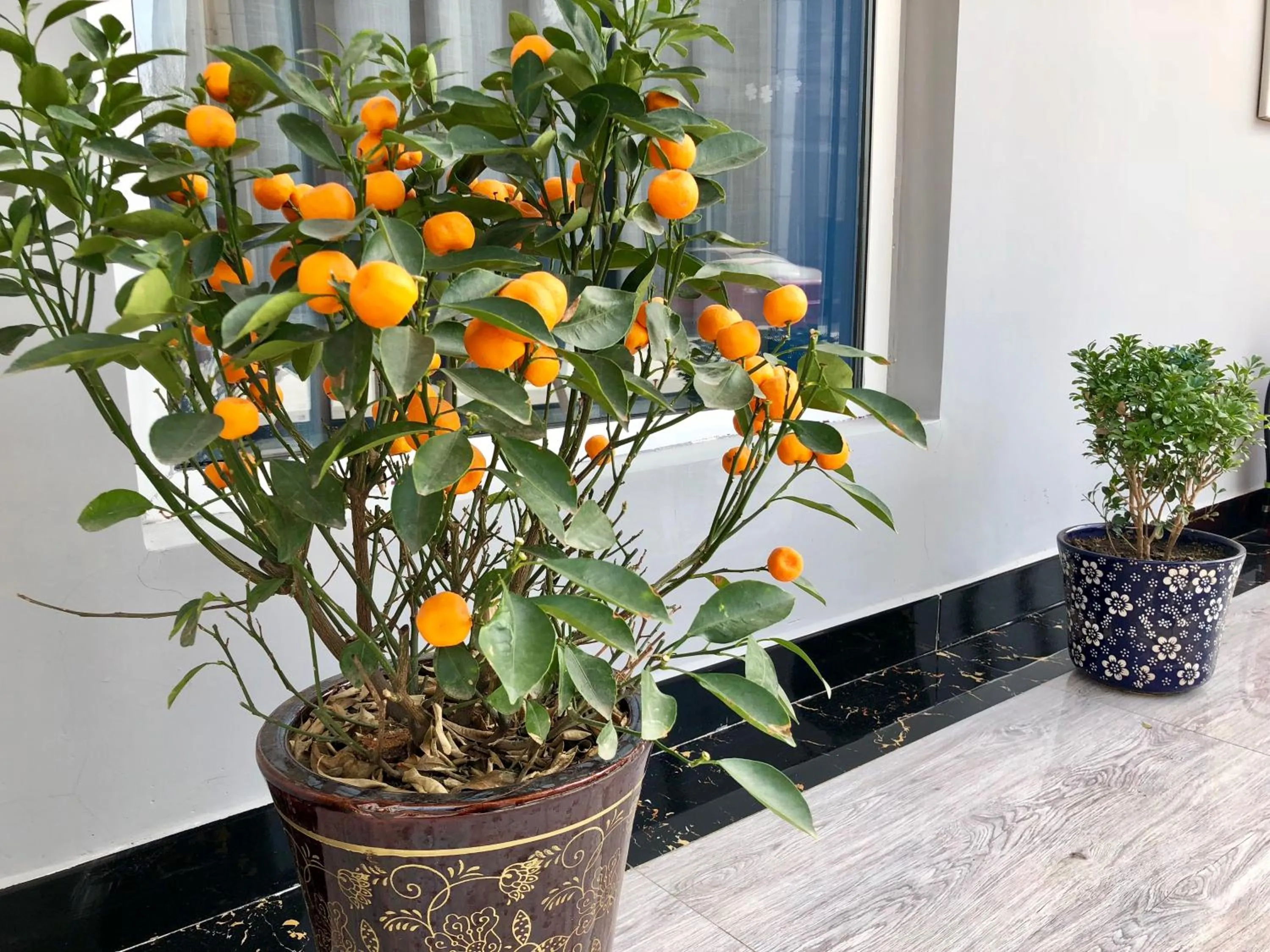 Garden in Lantern Hotel