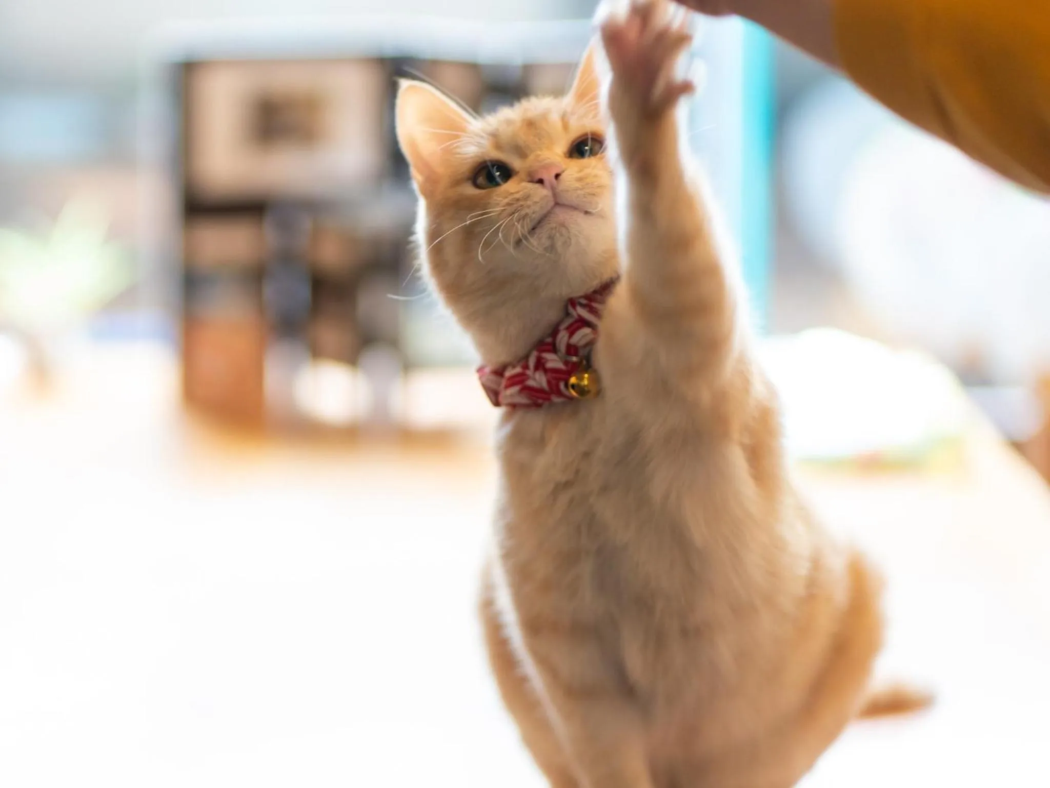 Staff in Kannawa Yunoka