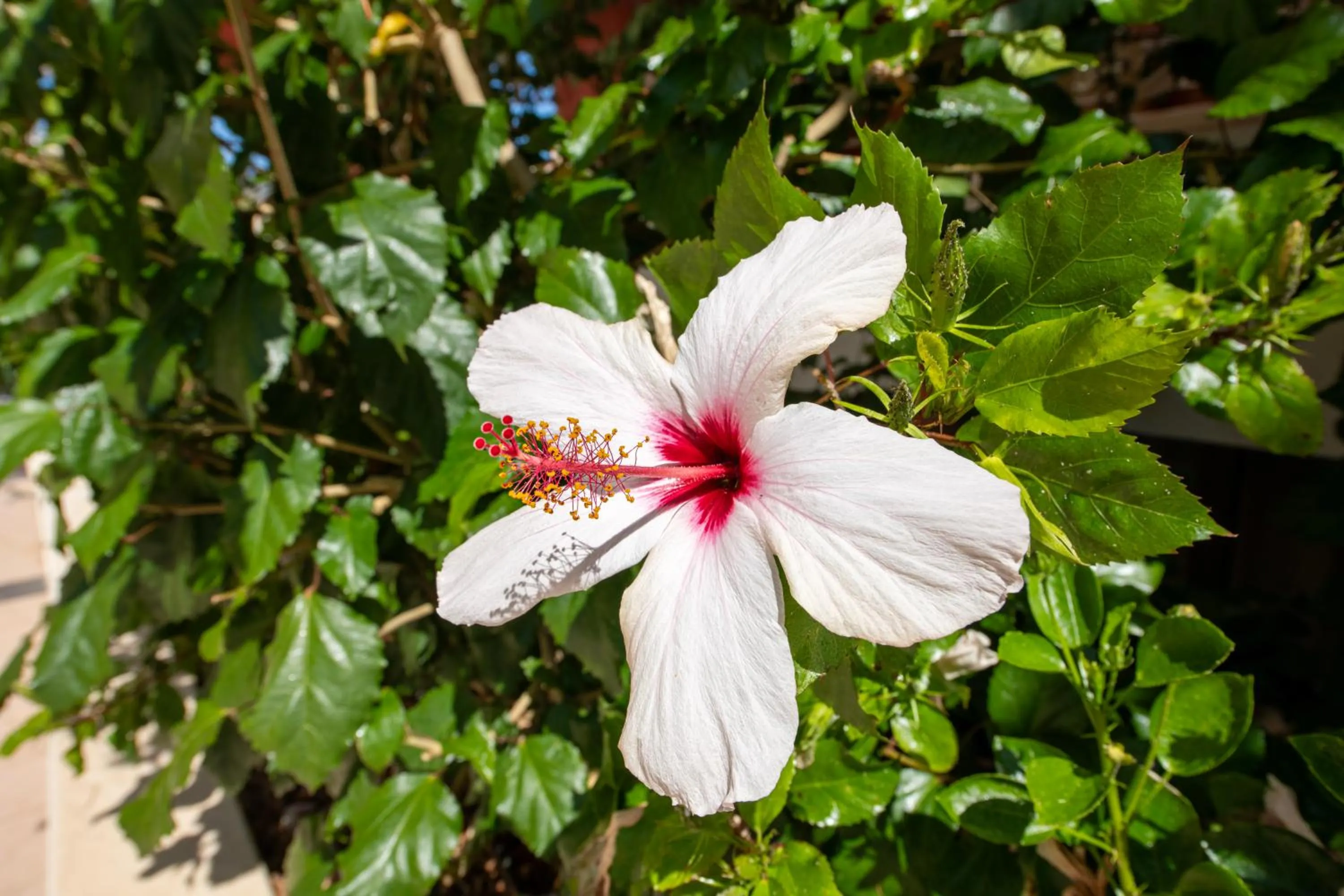 Spring in Hydramis Palace Beach Resort