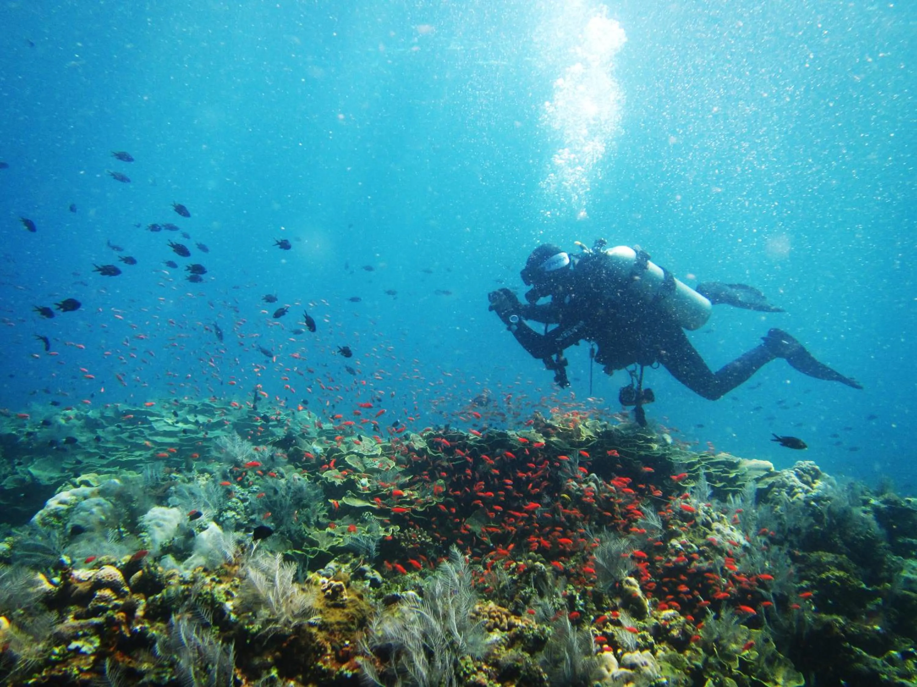 Diving in Amed Lodge by Sudamala Resorts