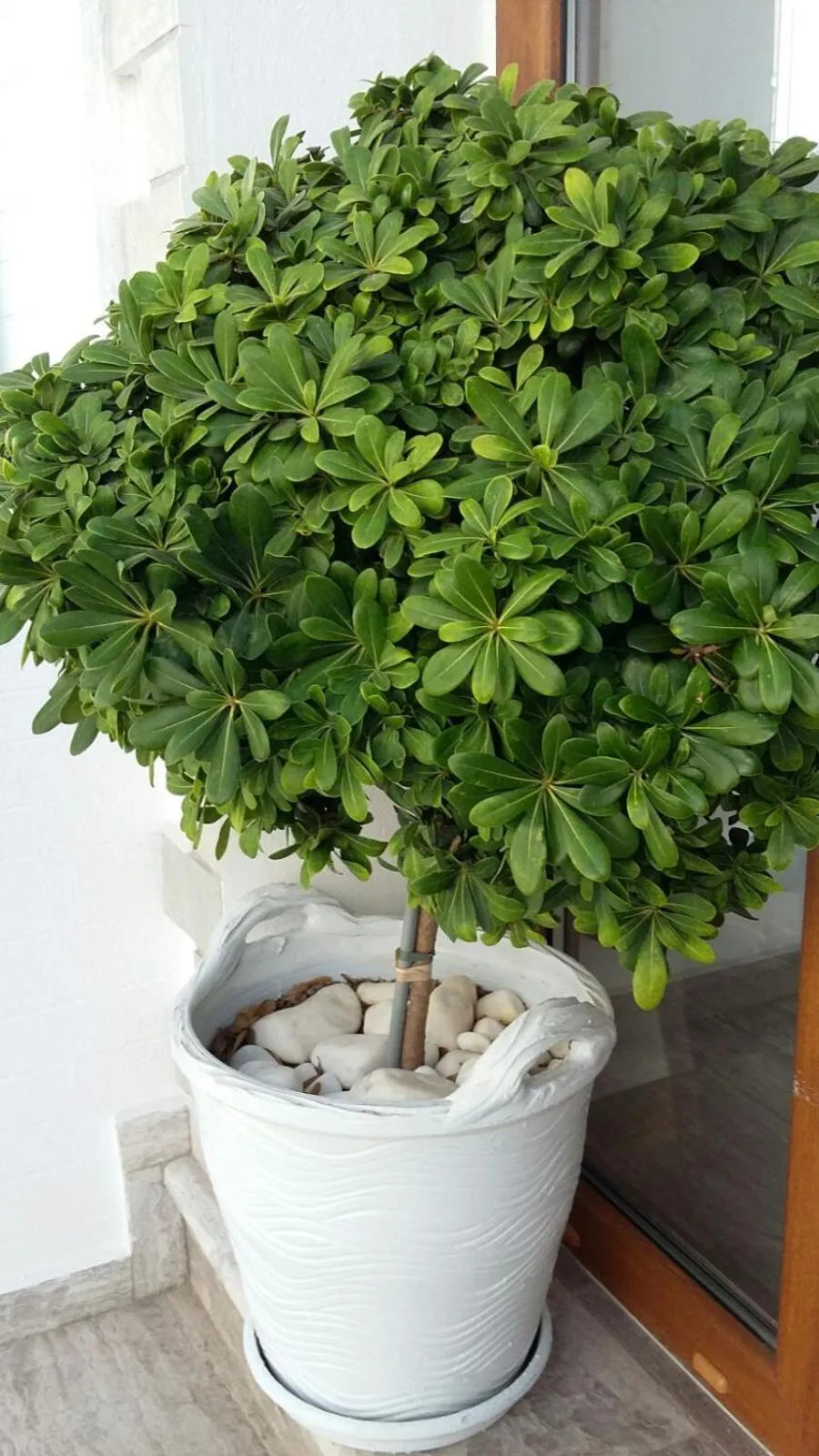 Decorative detail in Blue Sky Summer