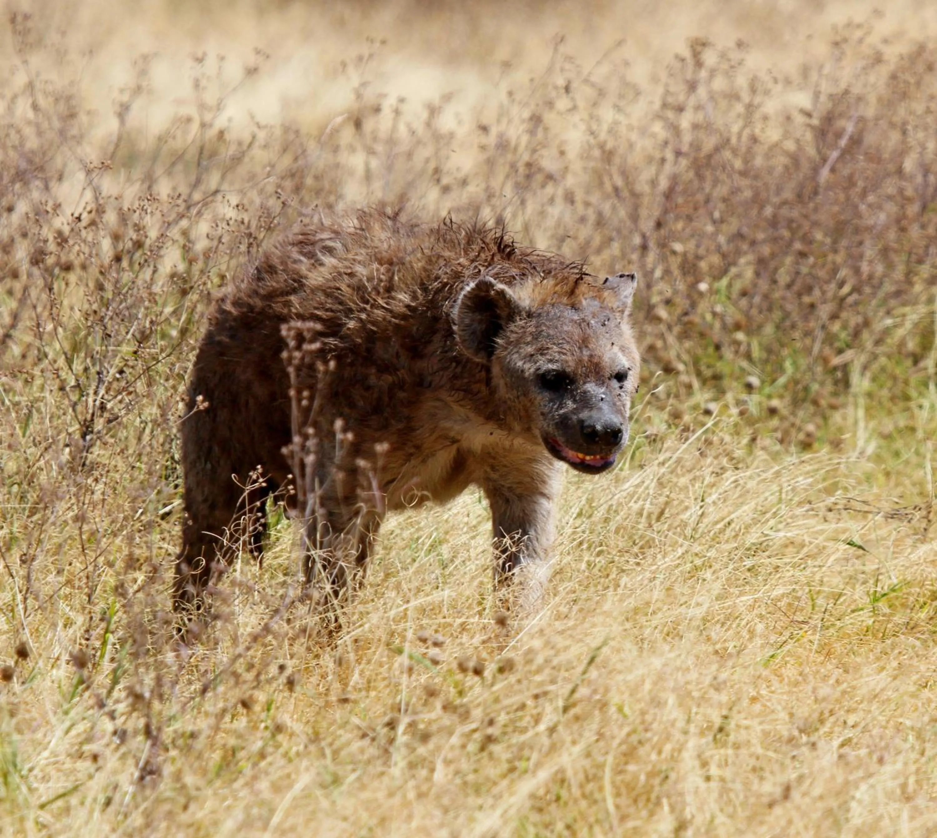 Animals in Crocodile Kruger Safari Lodge