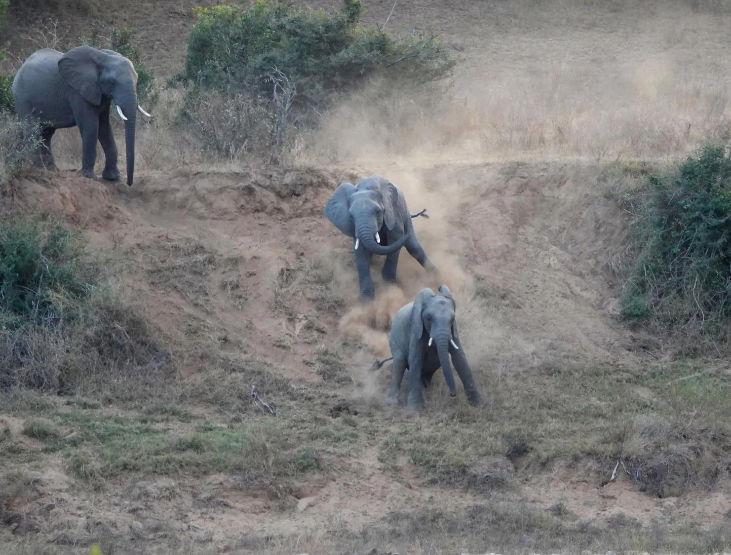 Animals in Crocodile Kruger Safari Lodge