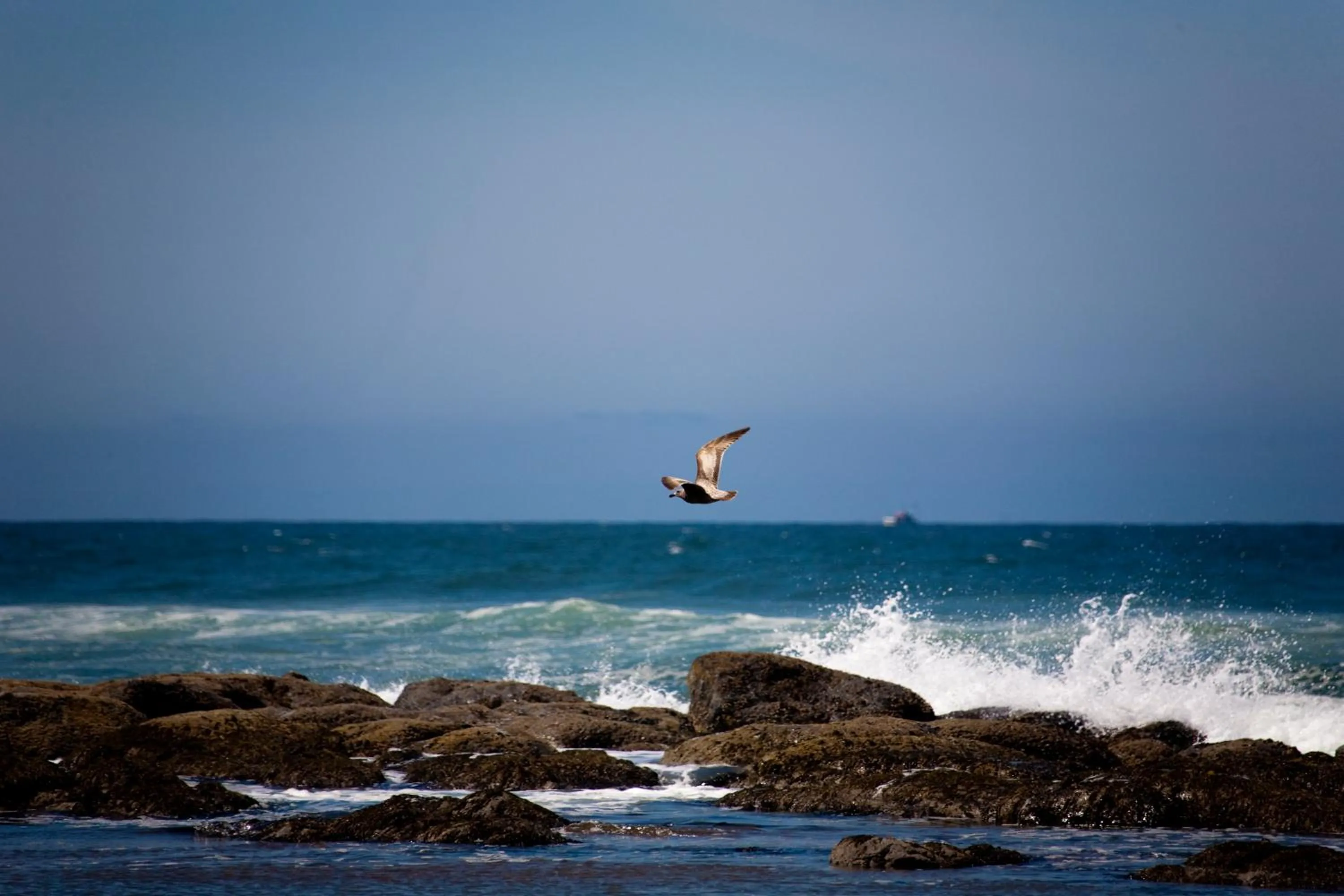 View (from property/room) in The Coho Oceanfront Lodge