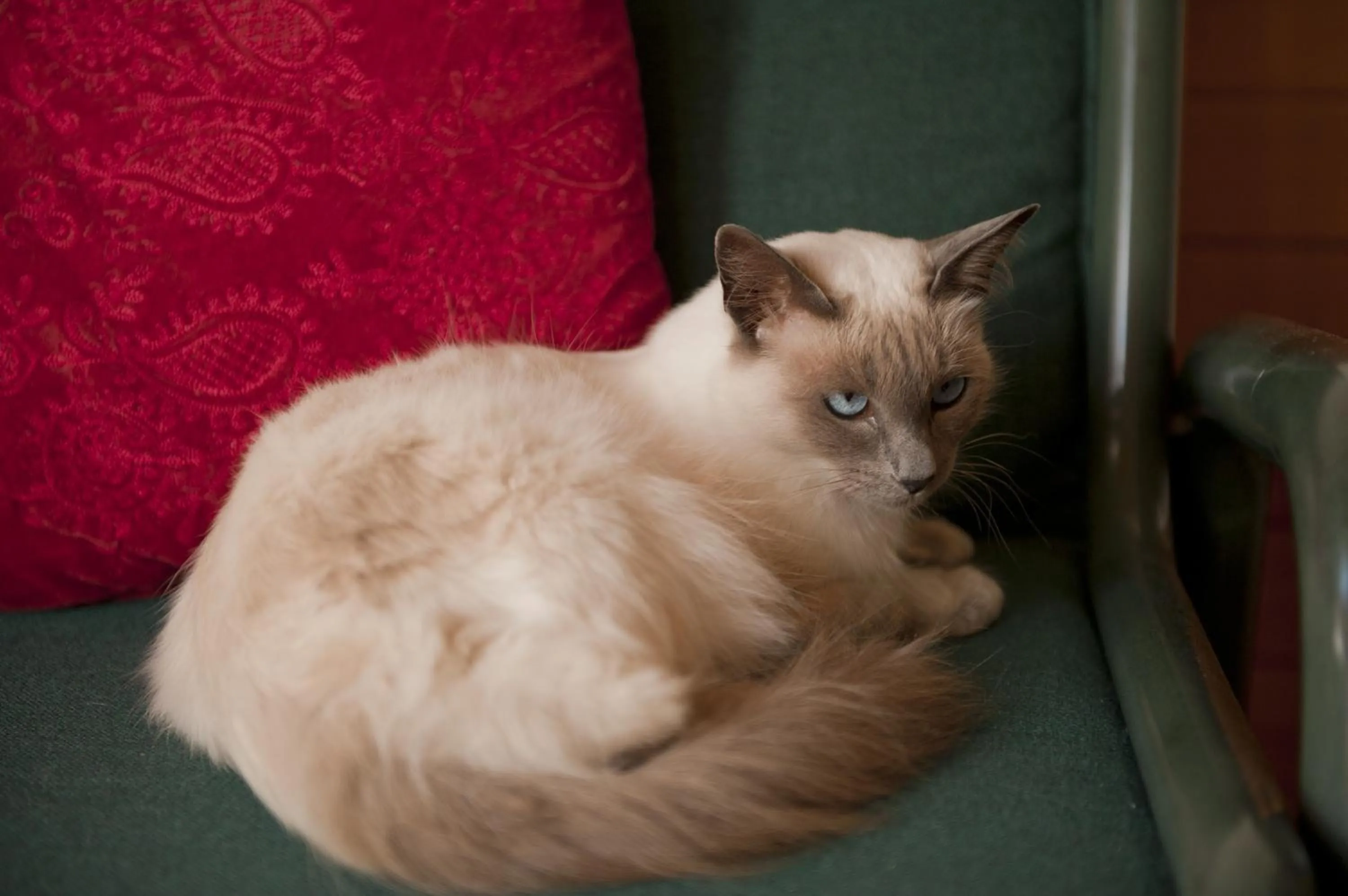 Pets in Beachfront Resort