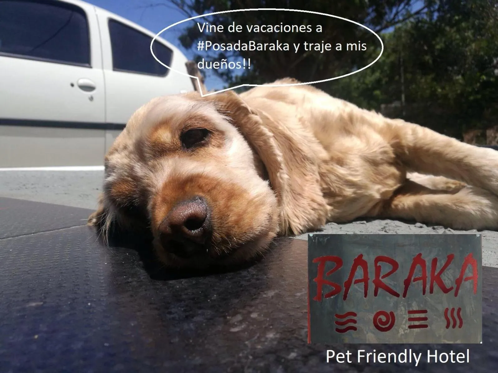 Pets in BARAKA - Posada