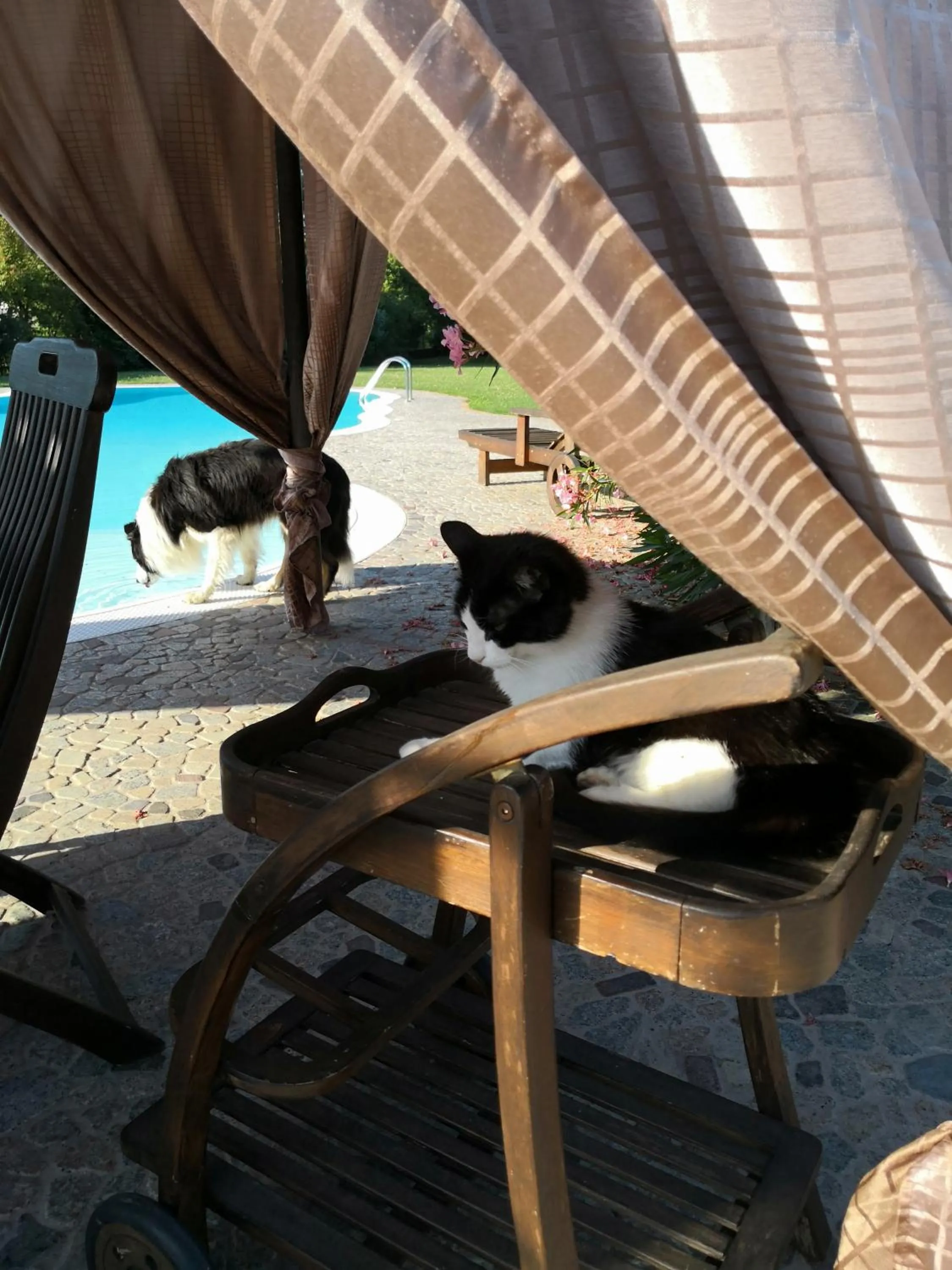 Pets in B&B Il Martin Pescatore