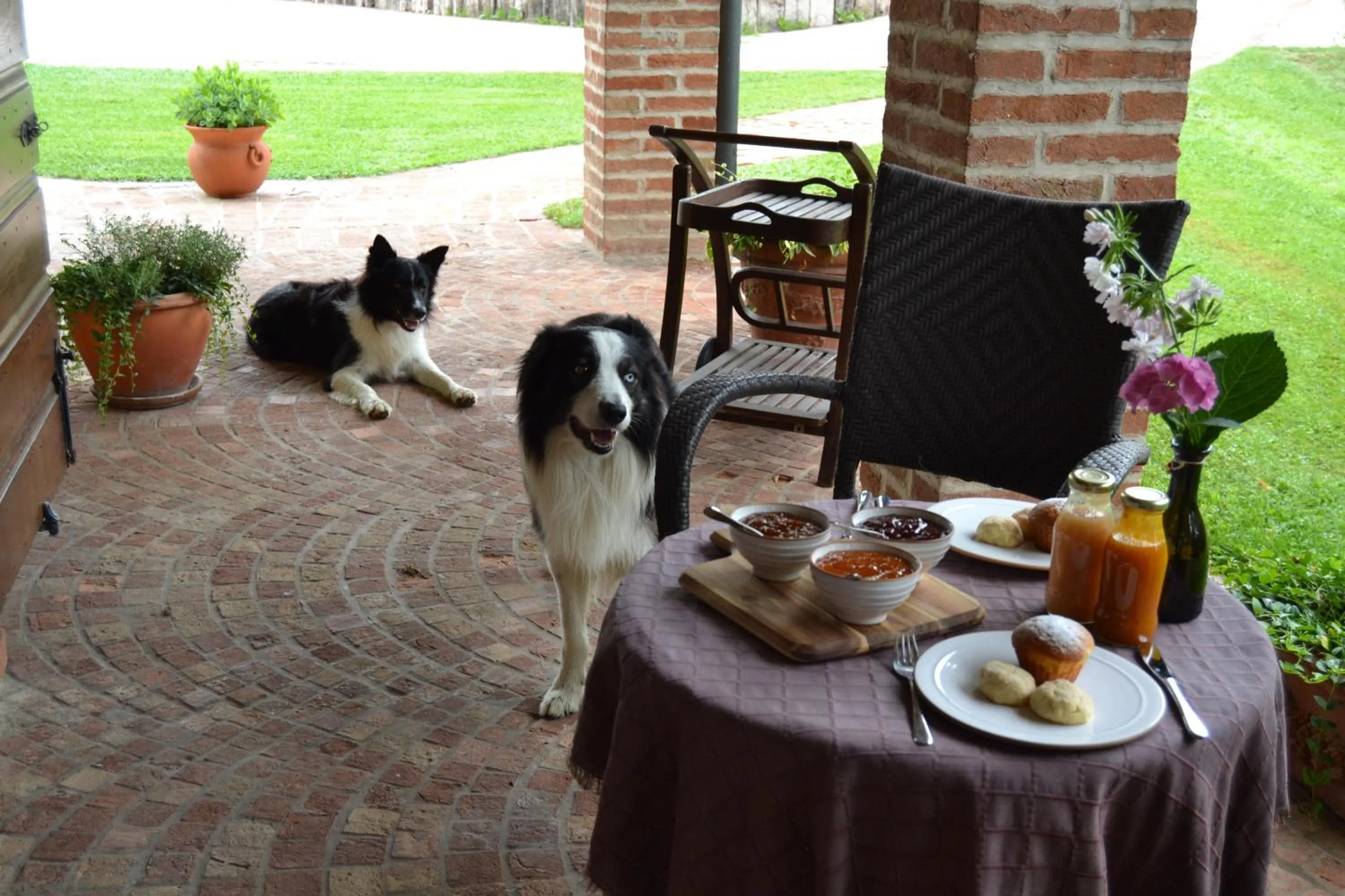 Pets in B&B Il Martin Pescatore