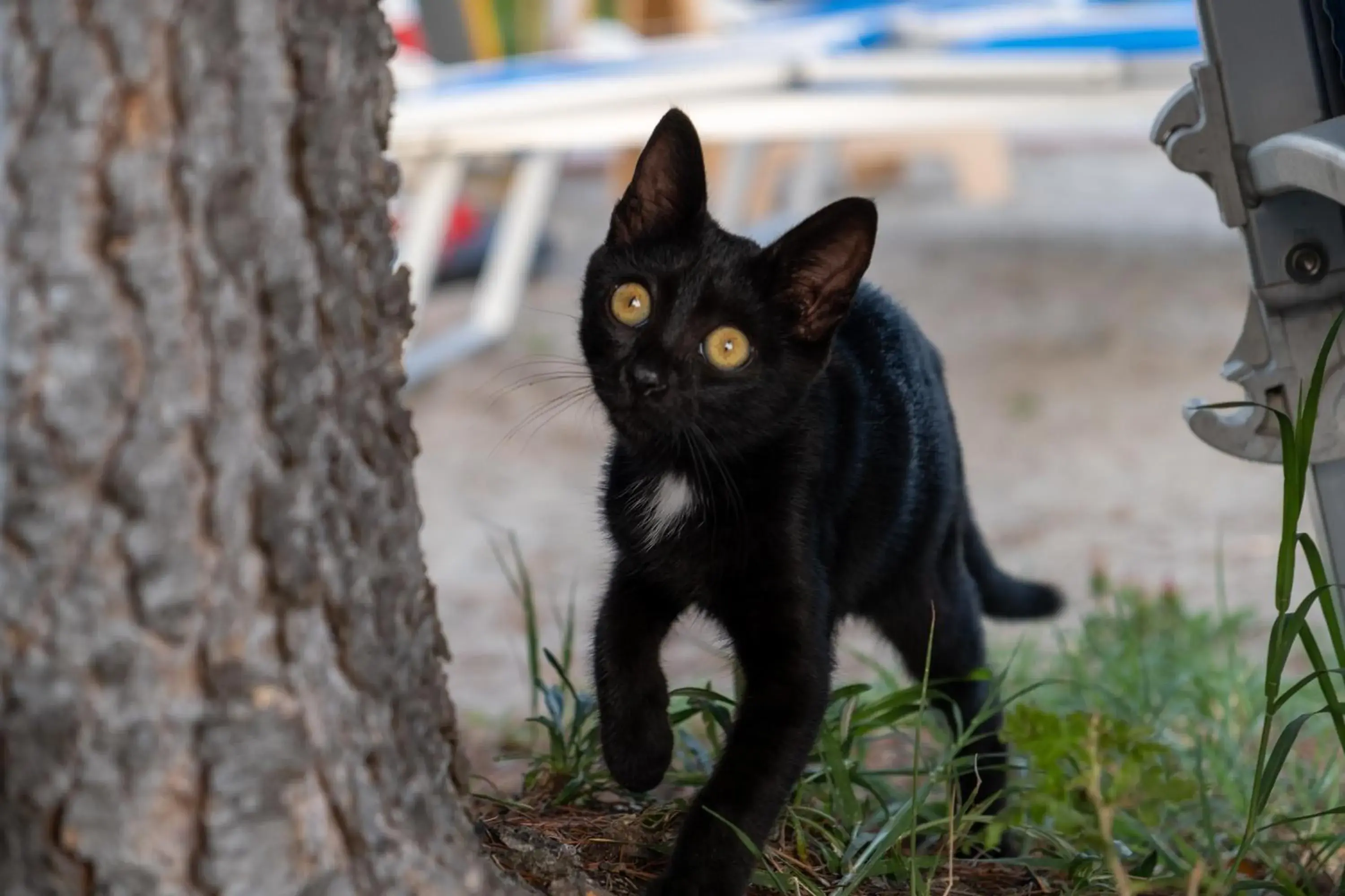 Pets in Hotel Villa Sara