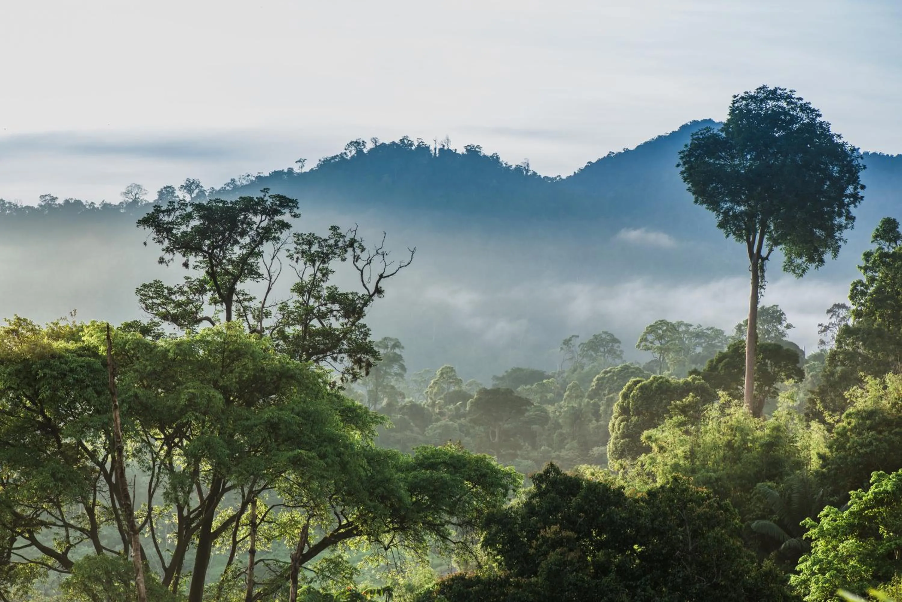 Rest Pause Rainforest Retreat