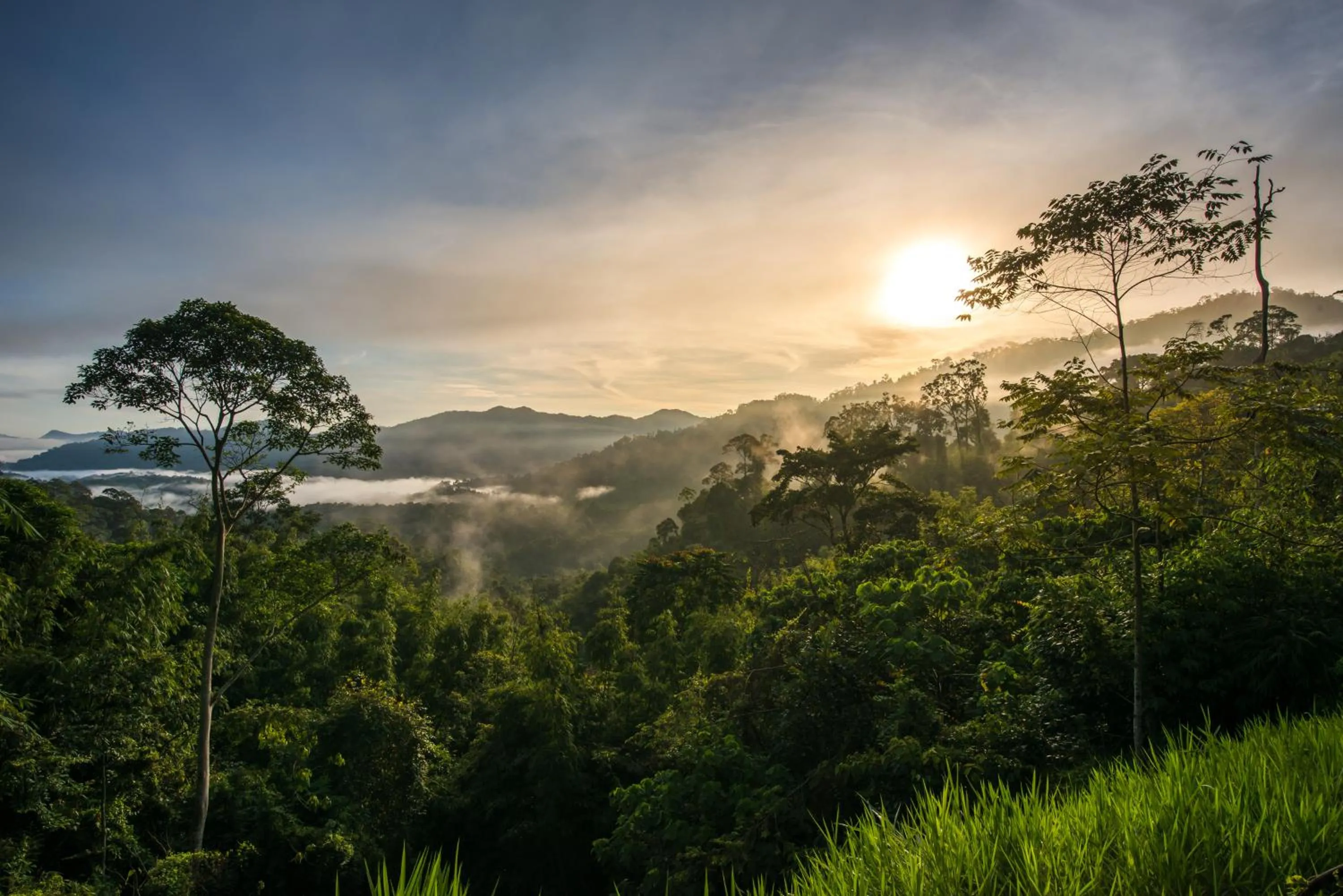 Rest Pause Rainforest Retreat