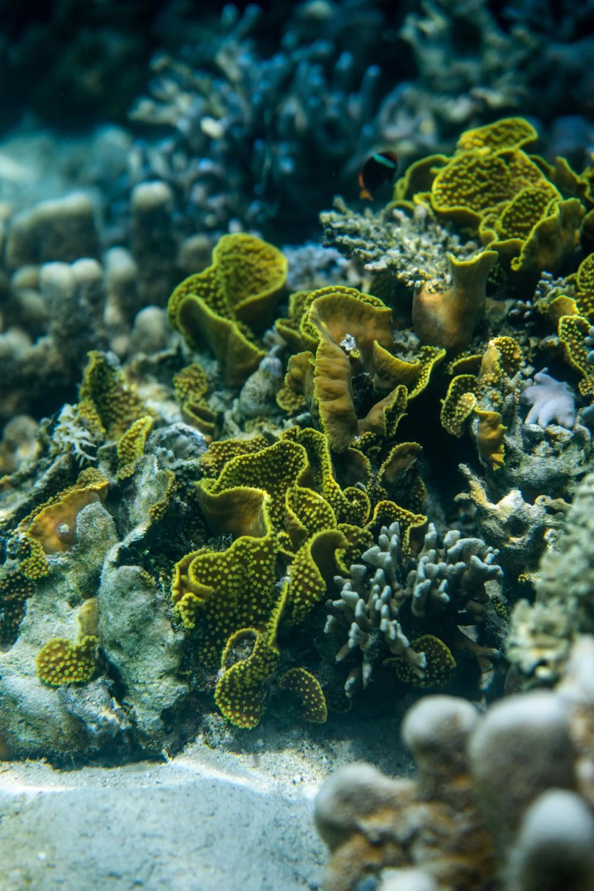 Snorkeling in The Seraya Resort Komodo