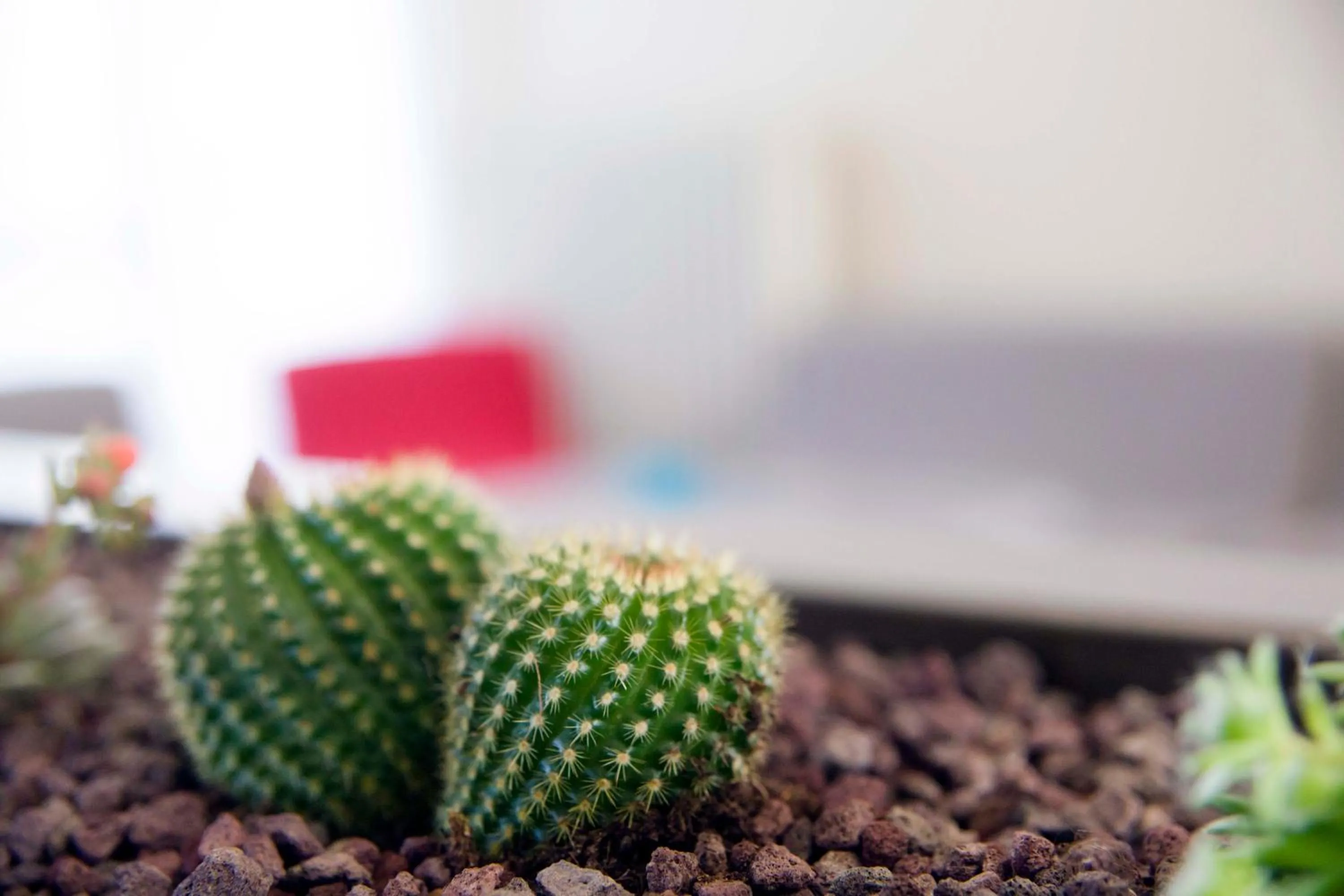 Decorative detail in Aries