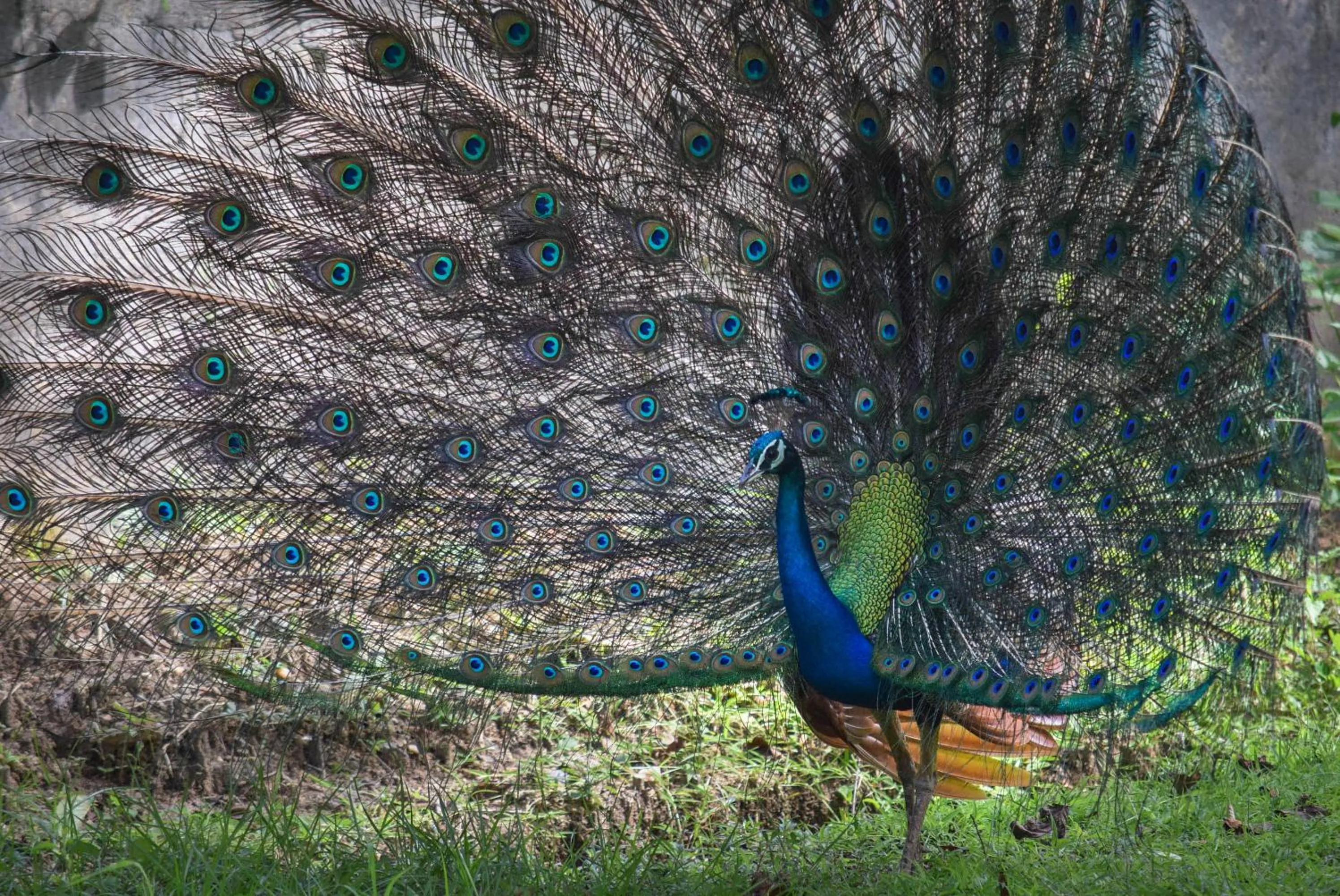 Animals in Kassapa Lions Rock