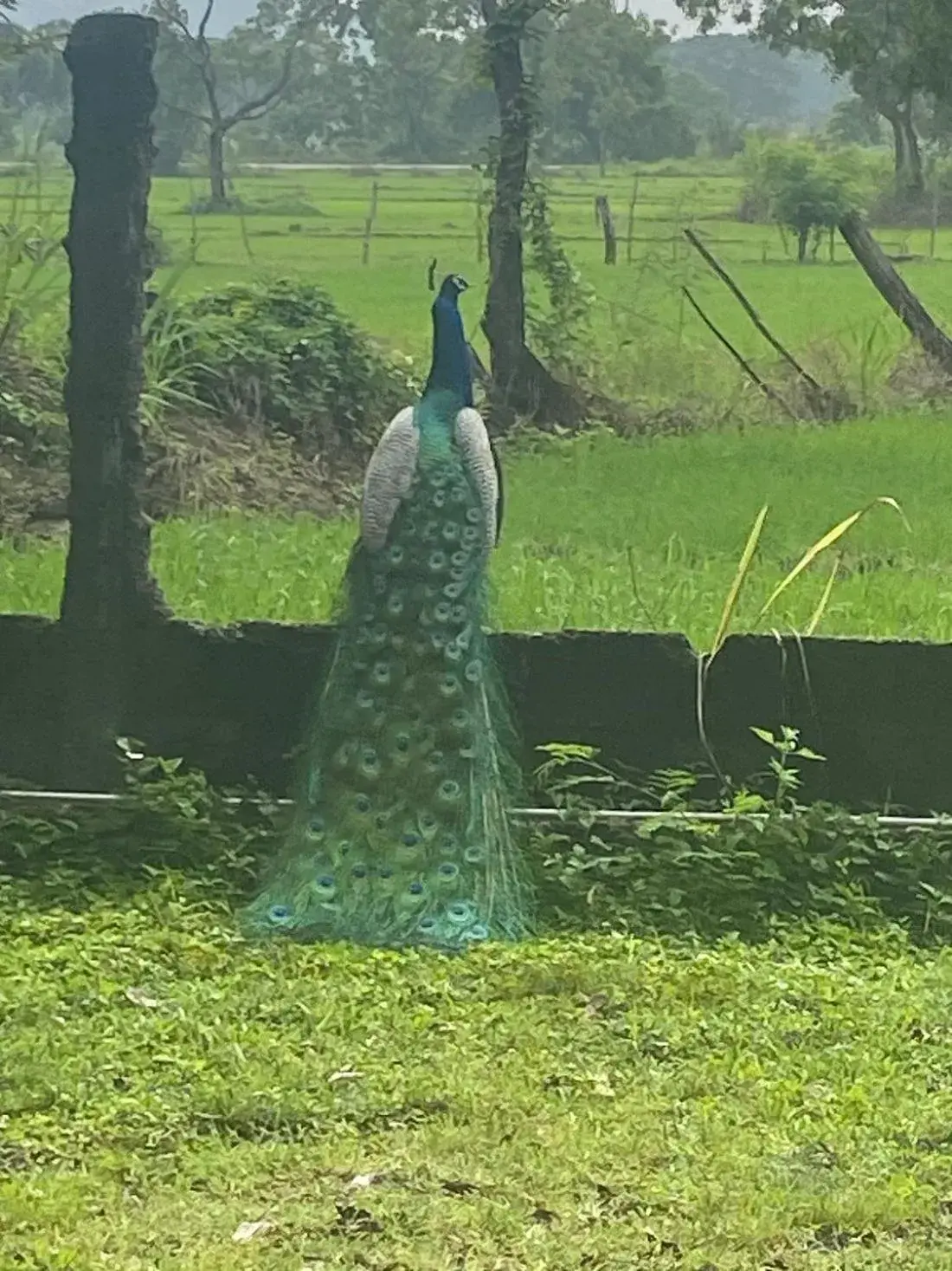 Property building in Kassapa Lions Rock Property building in Kassapa Lions Rock