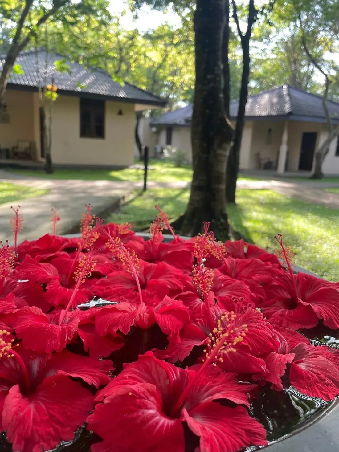 Property building in Kassapa Lions Rock Property building in Kassapa Lions Rock