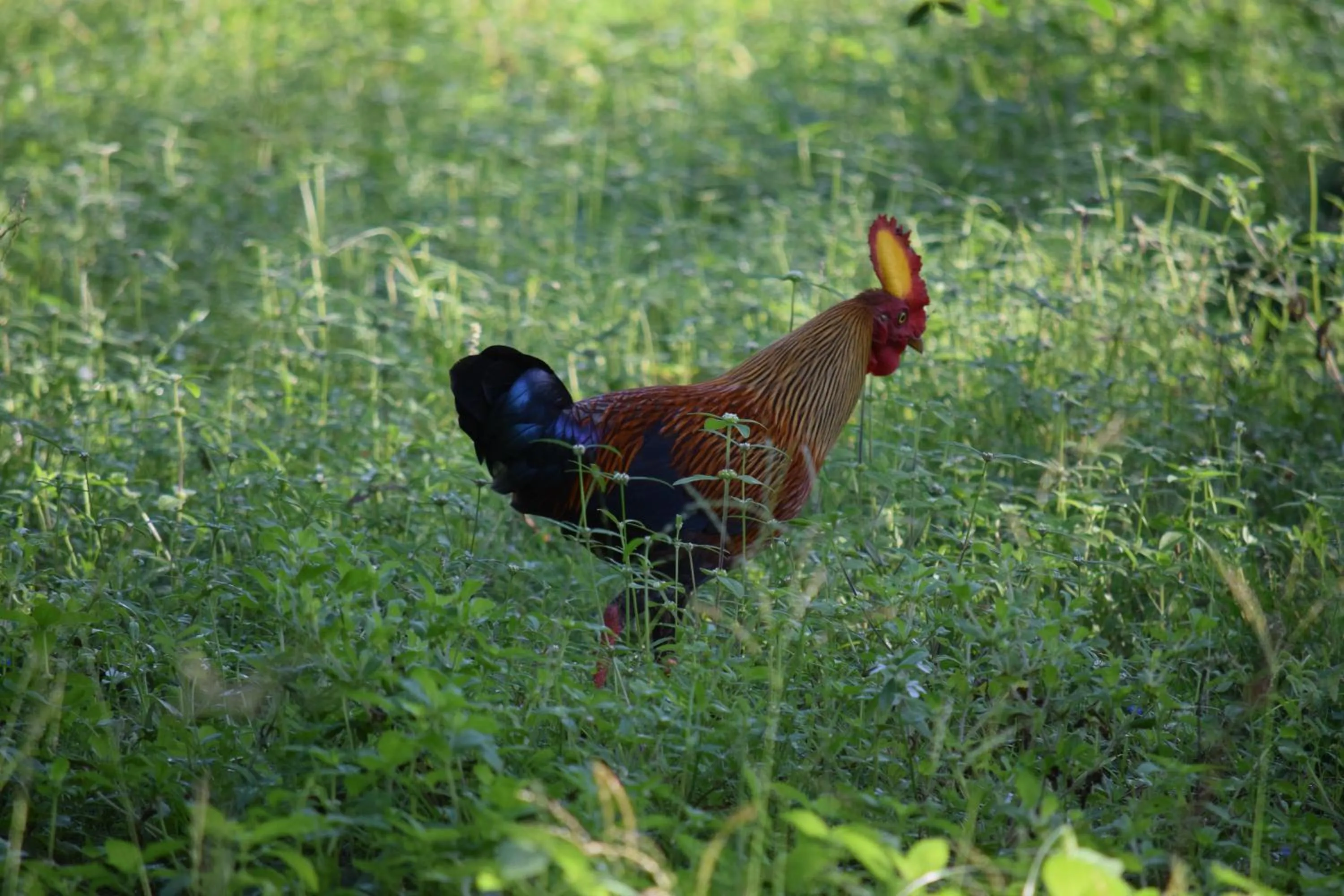 Nearby landmark in Kassapa Lions Rock