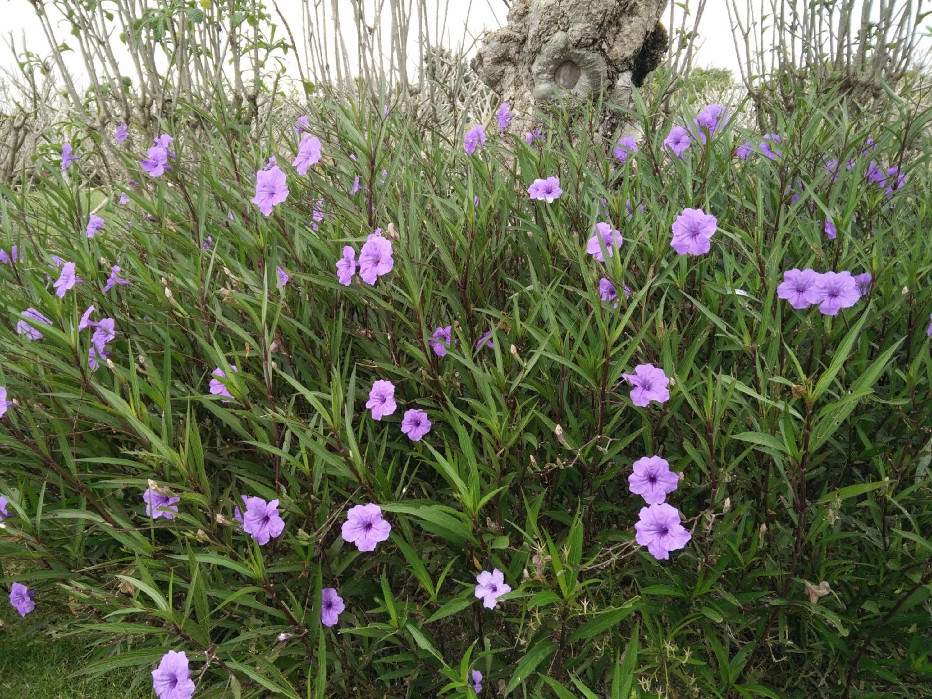 Spring in Lilawalai Resort