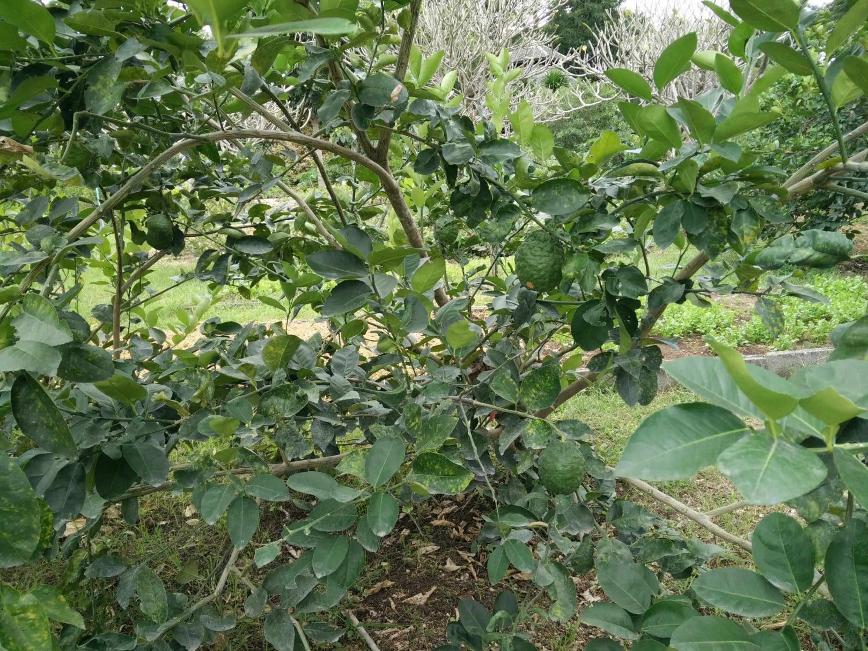 Garden in Lilawalai Resort