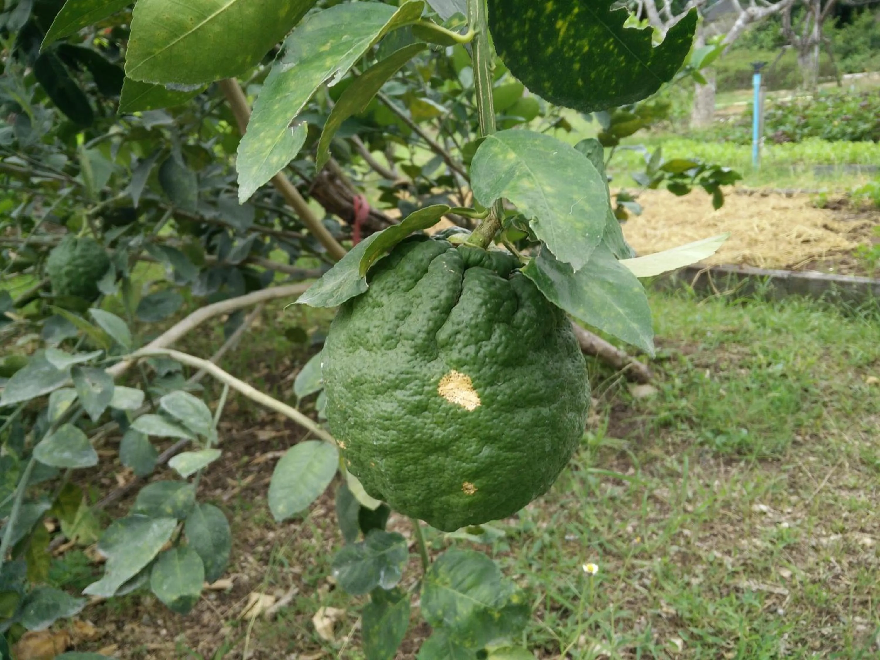 Garden in Lilawalai Resort