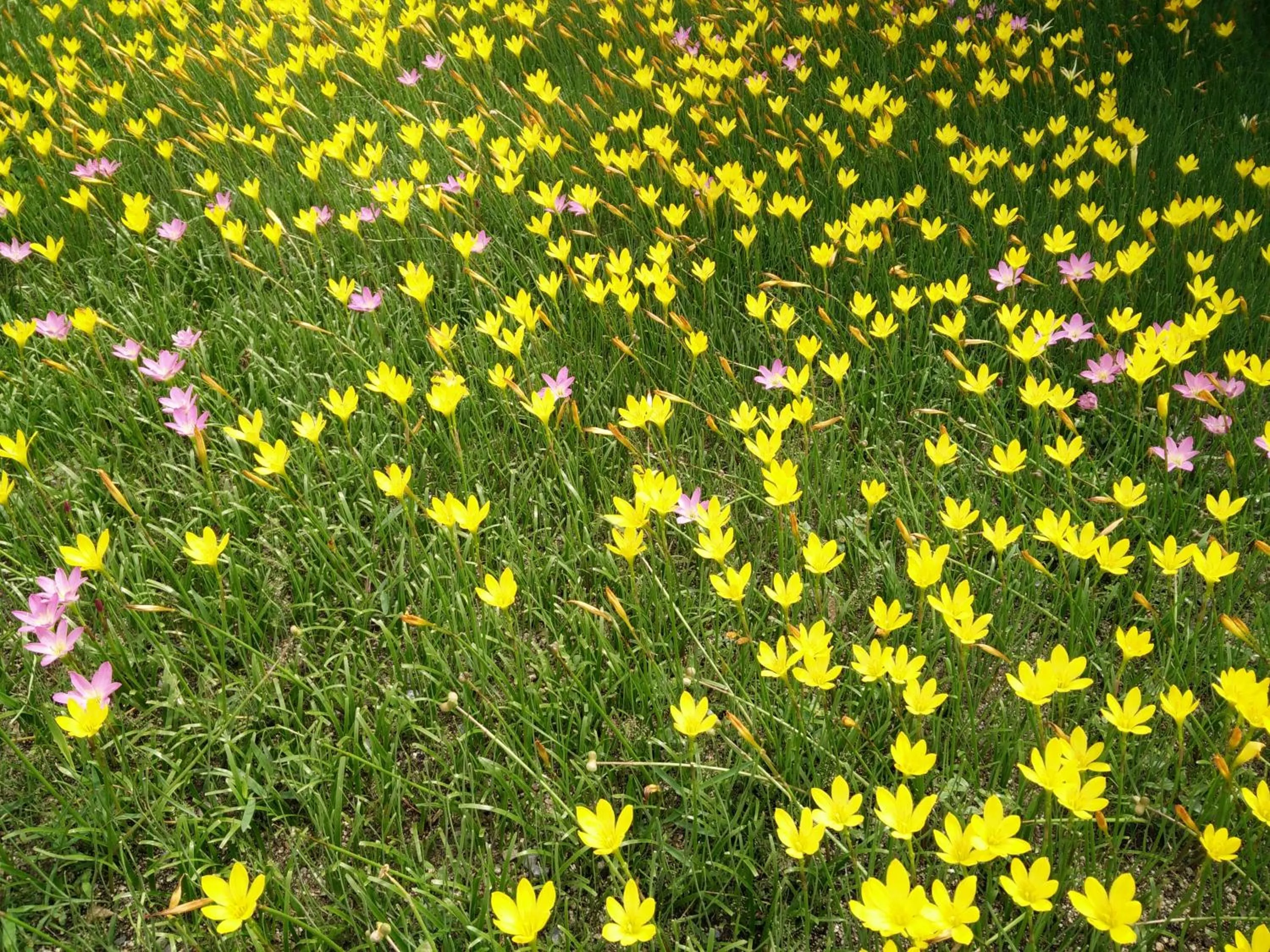 Spring in Lilawalai Resort