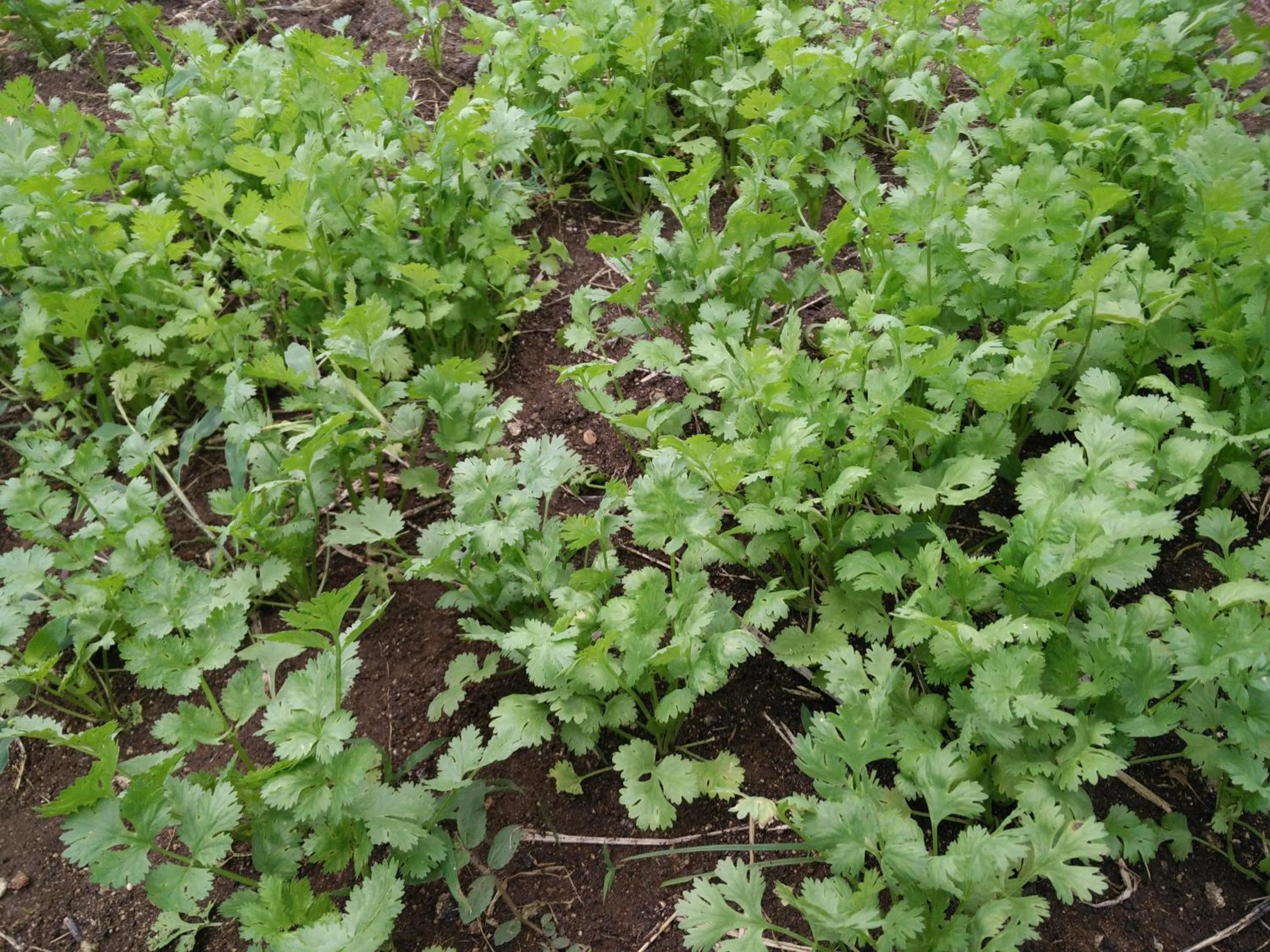 Garden in Lilawalai Resort
