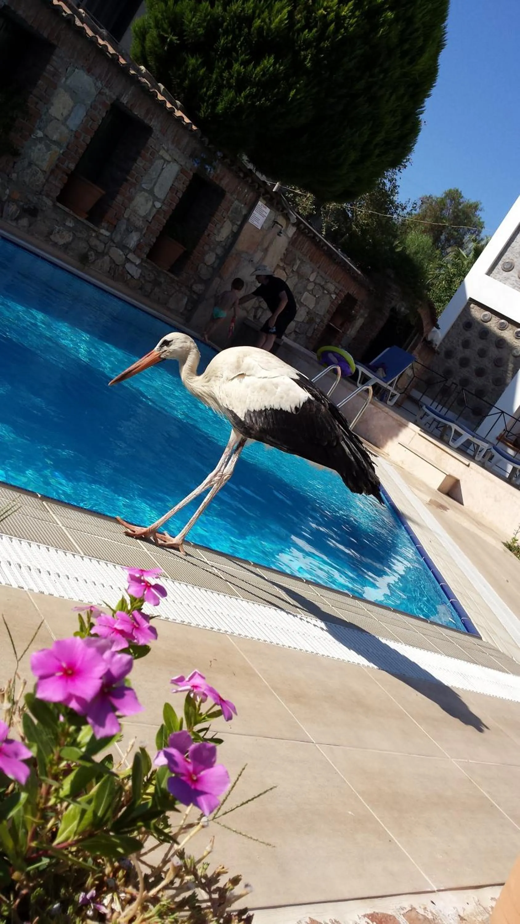 Swimming pool in Akay Hotel
