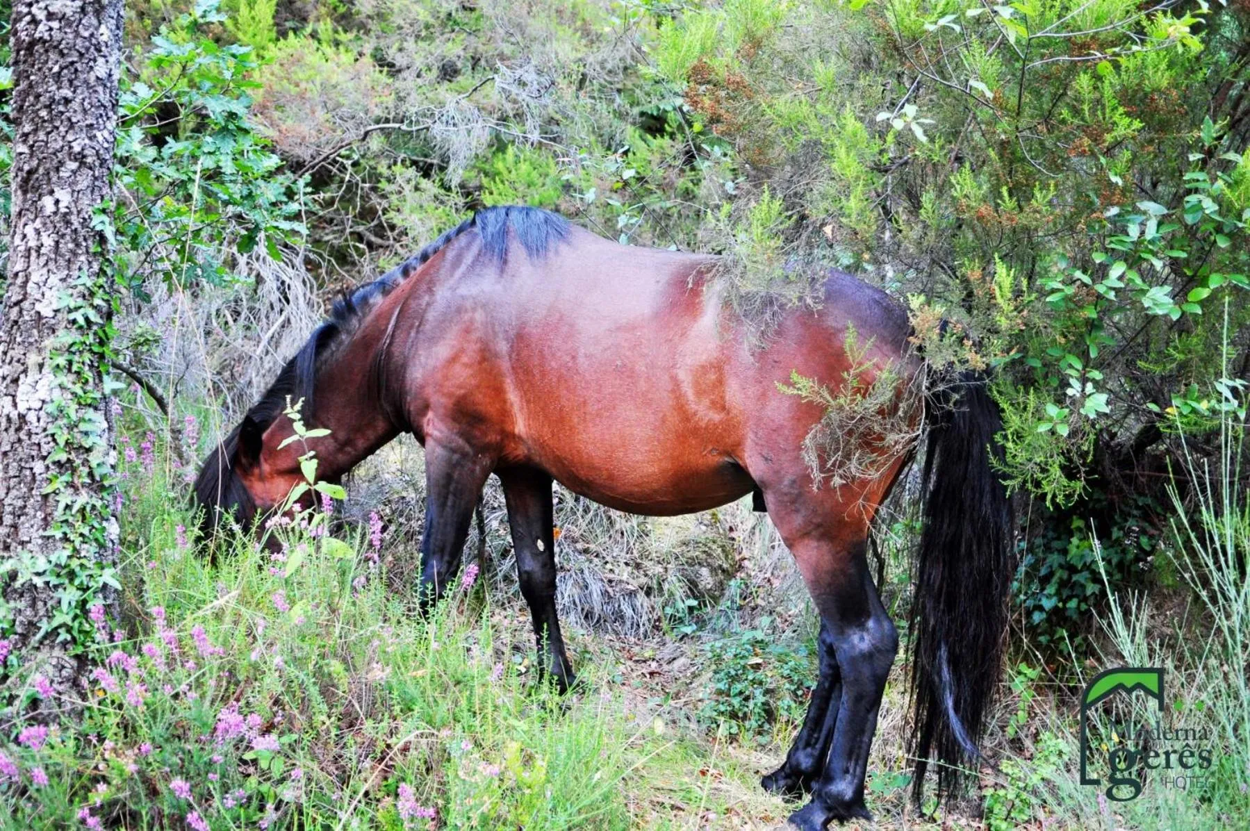 Animals in Moderna do Geres Hotel