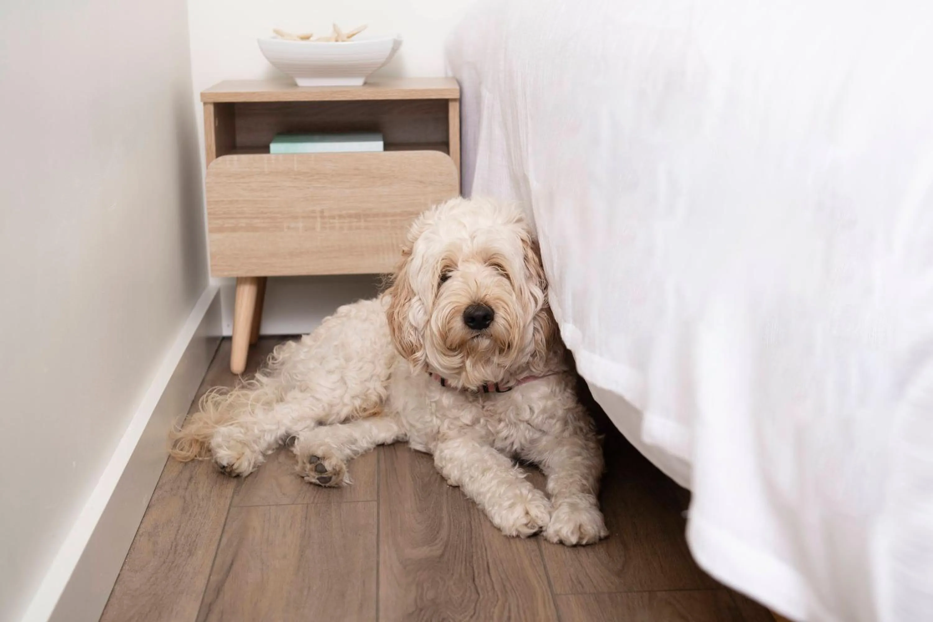 Pets in Endless Coast, A Boutique Hotel