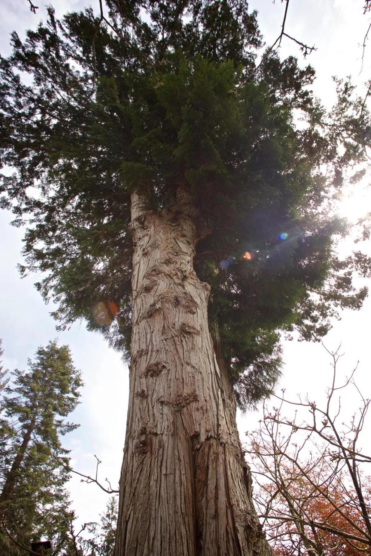 Halfmoon Haven Beach Cottage or Oceanview Suite