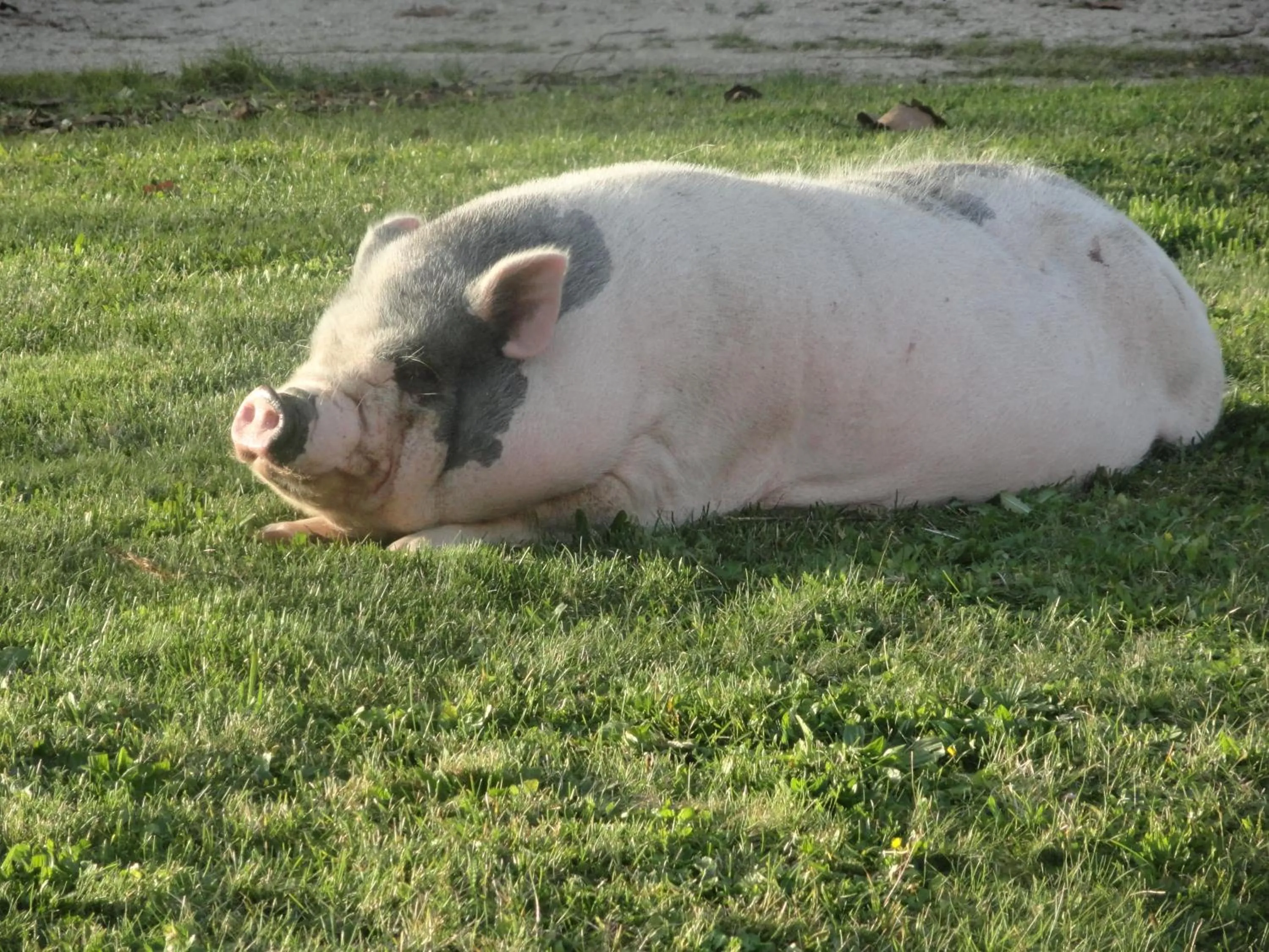 Animals in Eco Logis de Chantegrolle