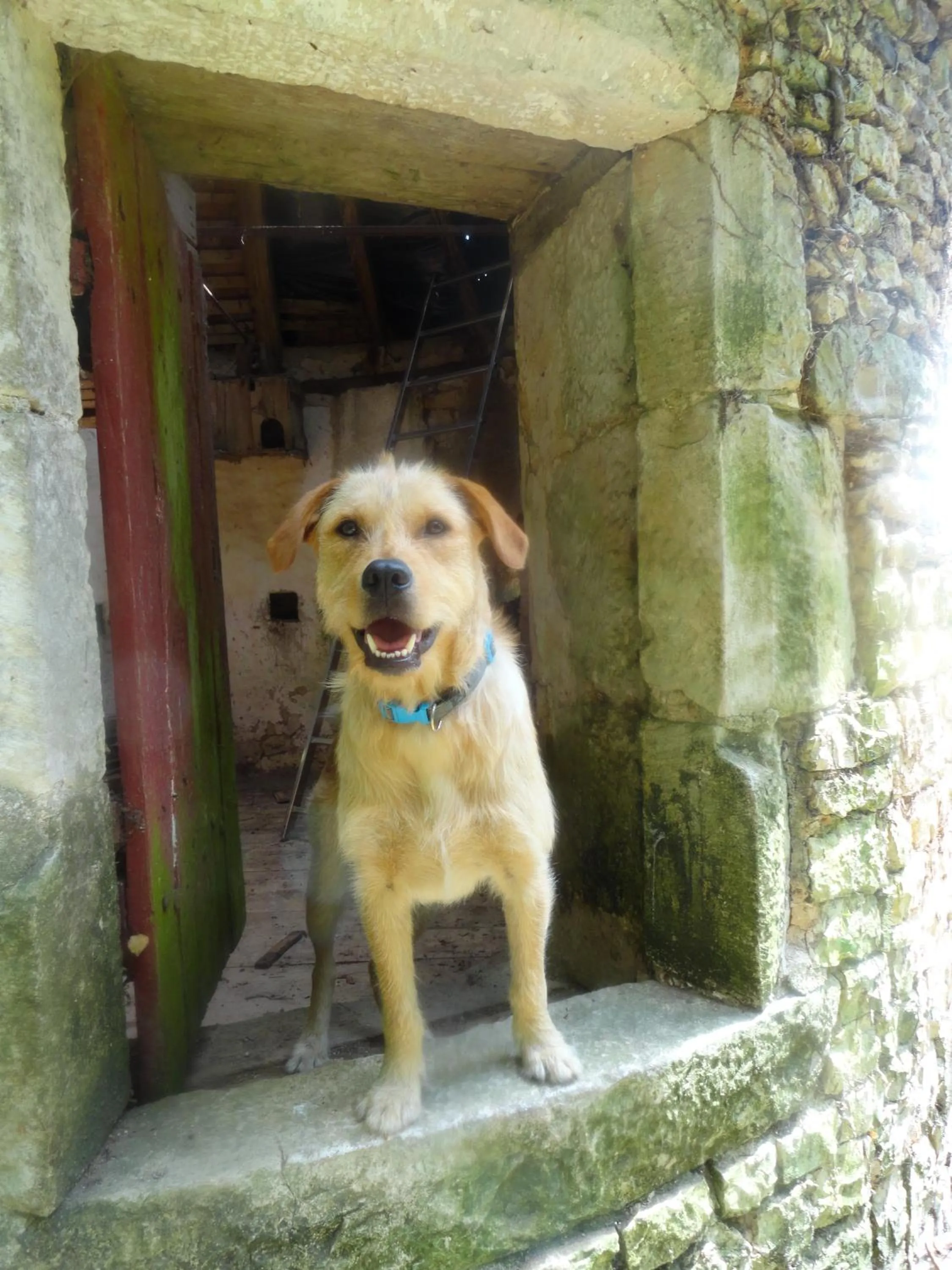 Animals in Eco Logis de Chantegrolle