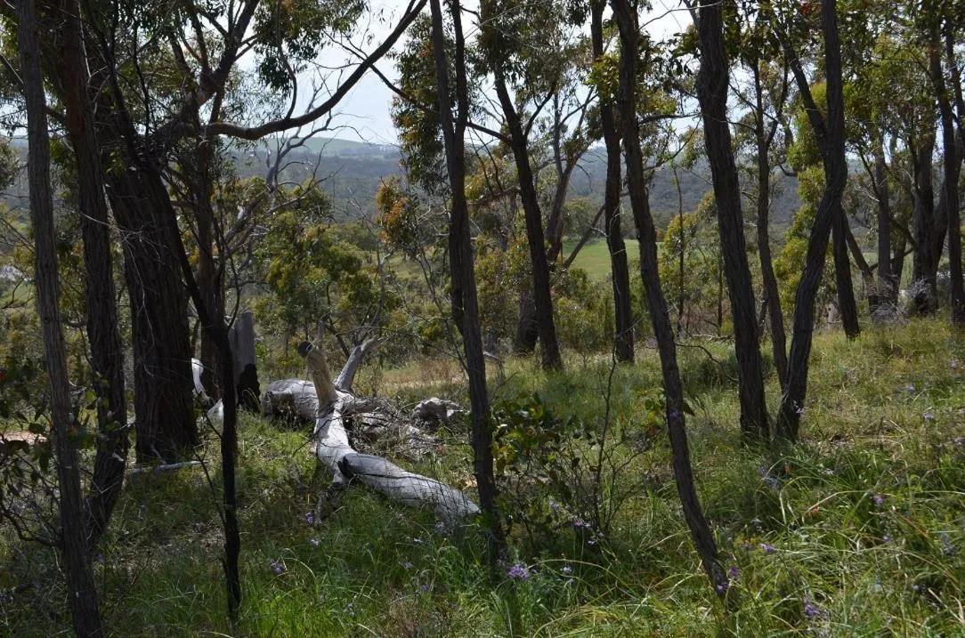 Natural landscape in Trestrail Cottage Accommodation
